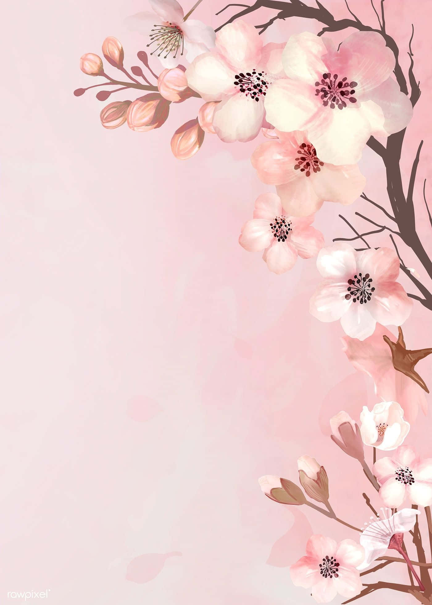 Blossom 桌布 壁紙 — 嬌嫩的粉紅櫻花在深色樹枝上盛開，背景是柔和的粉彩粉紅色。