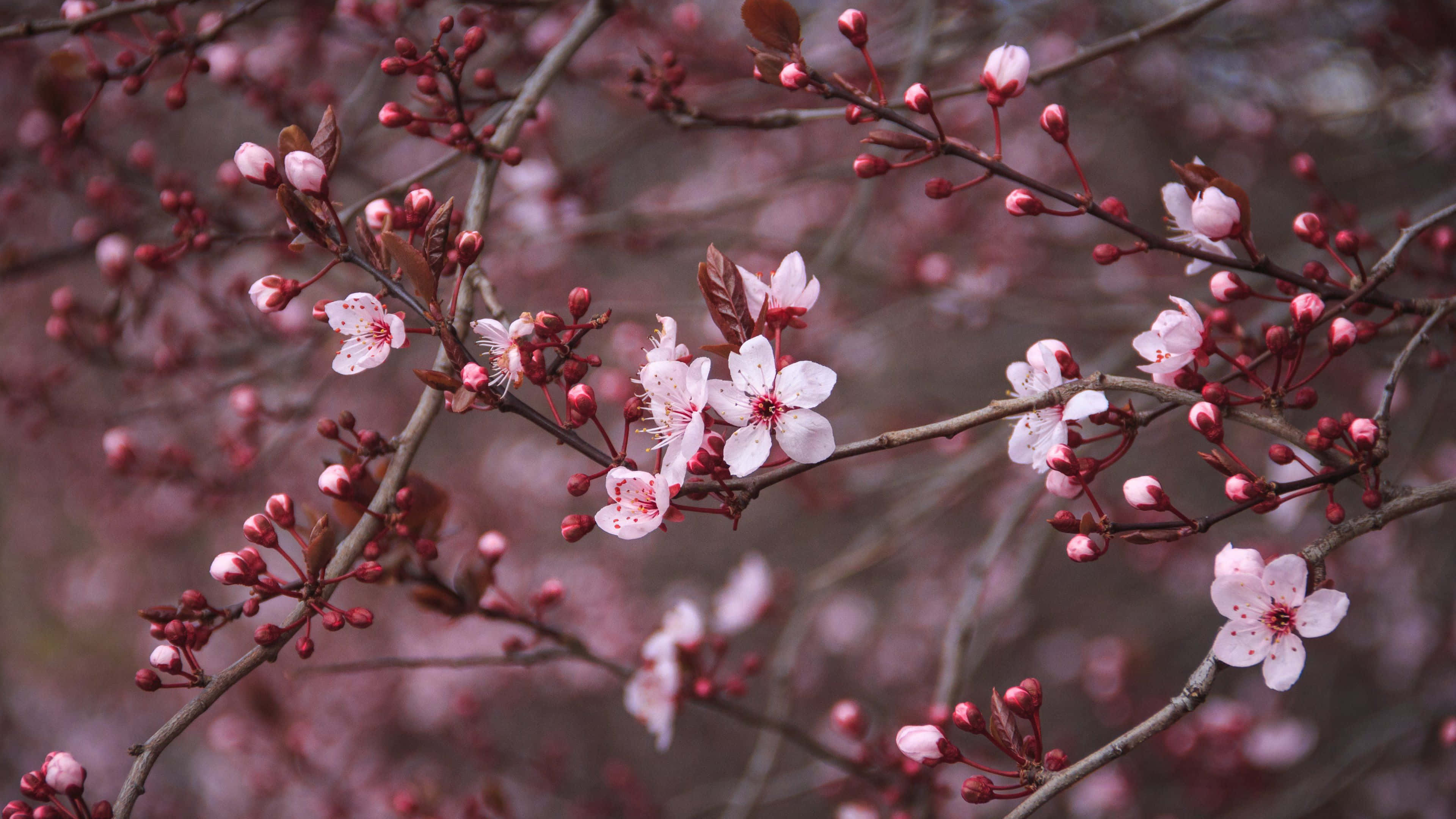 Cherry Blossoms 桌布 壁紙 — 嬌嫩的粉紅櫻花在深色樹枝上盛開，背景柔和模糊。