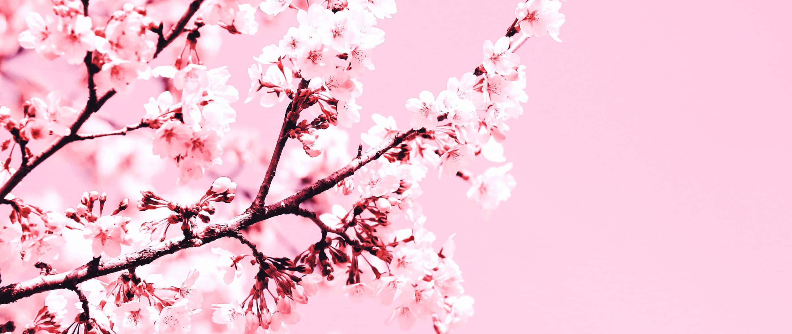 Blossom 桌布 壁紙 — 嬌嫩的粉紅櫻花在深色樹枝上盛開，映襯著柔和的粉彩粉紅天空。