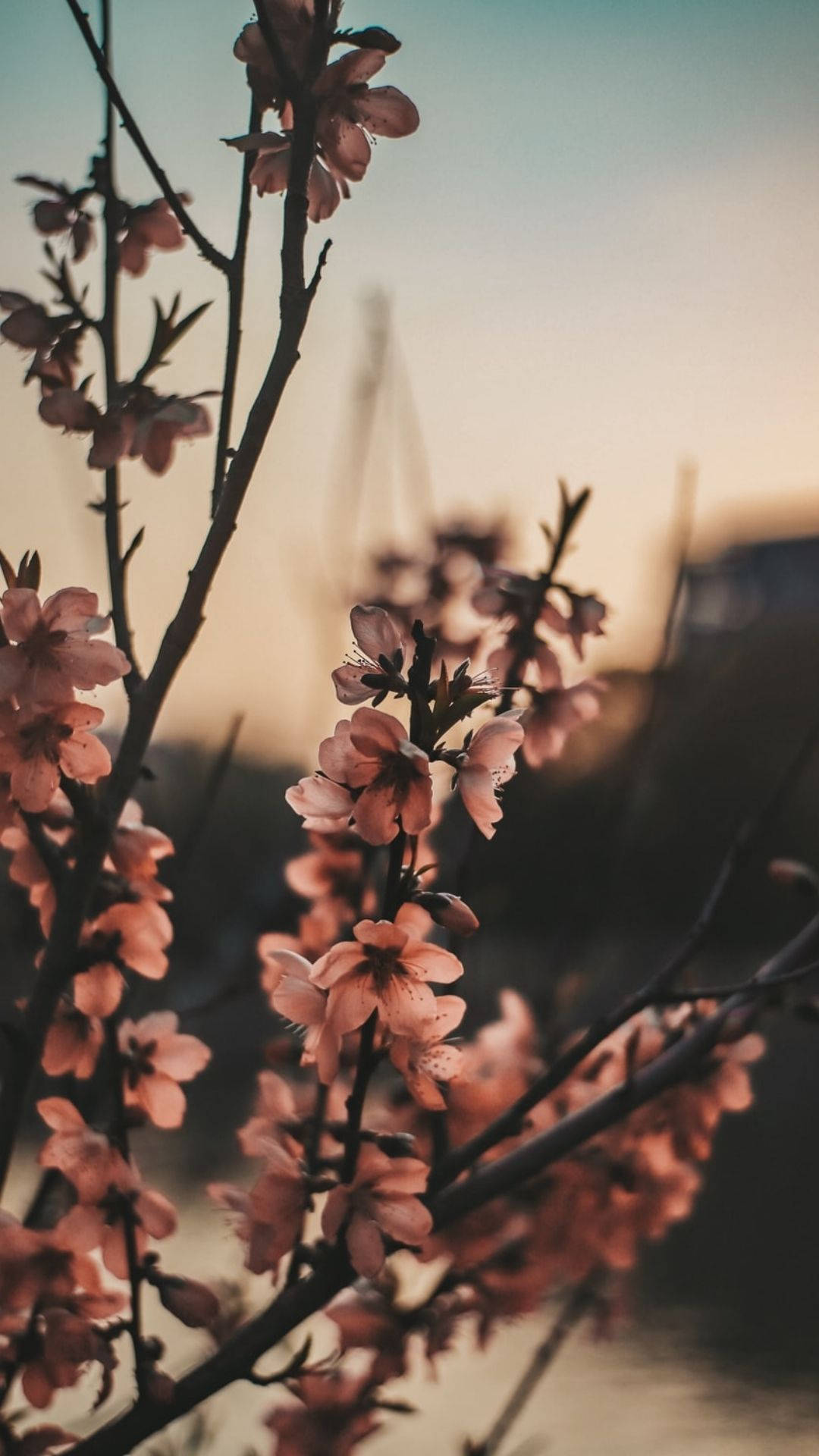 花朵美學動態圖 桌布 壁紙 — 嬌嫩的粉紅櫻花在深色樹枝上綻放，映襯著柔和的金色日落天空。