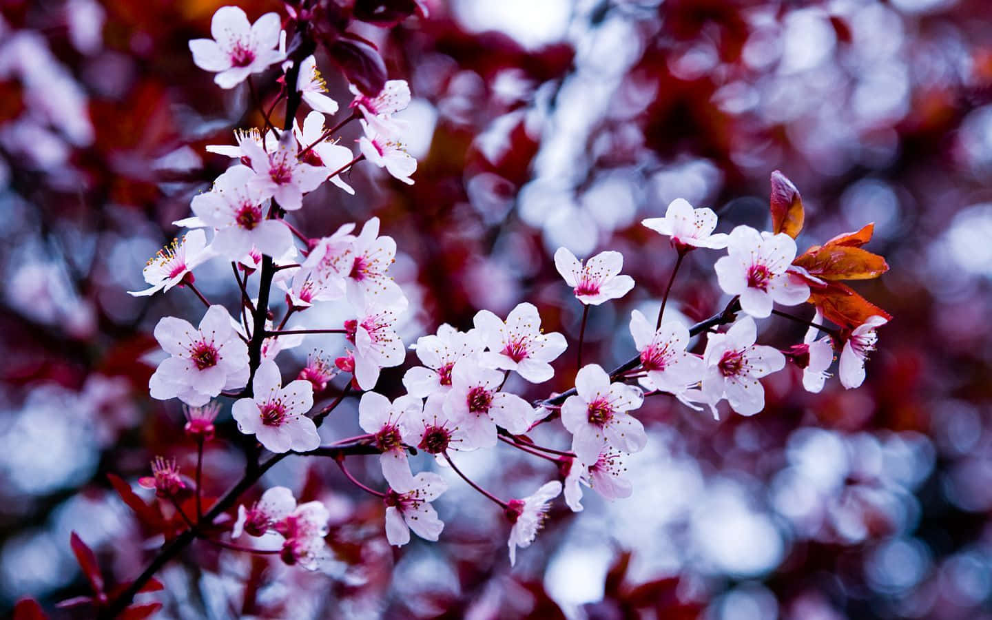 Flowers 桌布 壁紙 — 嬌嫩的粉紅櫻花在深色樹枝上綻放，背景是深紅和藍色的柔和模糊色調。