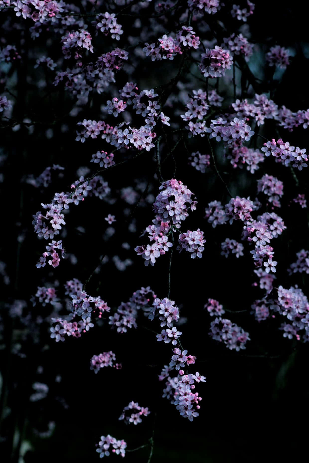 Dark Cherry Blossom 桌布 壁紙 — 嬌嫩的粉紅櫻花在深色背景下散發柔和空靈的光芒。