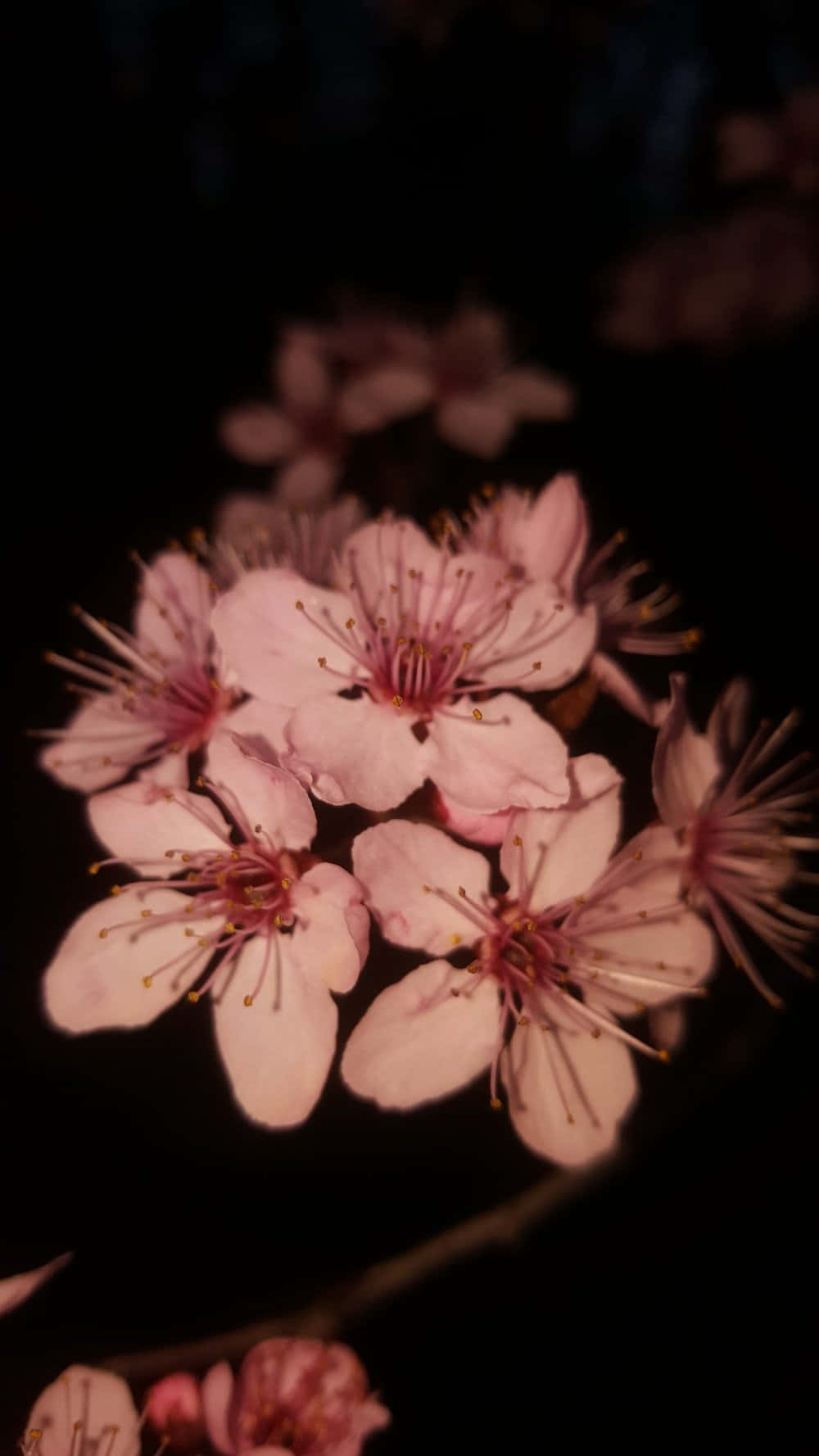Dark Cherry Blossom 桌布 壁紙 — 嬌嫩的粉紅櫻花在深黑色夜空背景下柔和發光，遠處有模糊的花瓣。