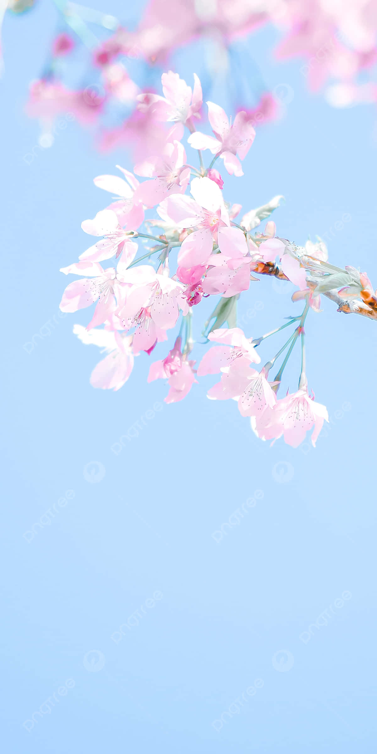Blossom 桌布 壁紙 — 嬌嫩的粉紅櫻花在清澈的淡藍天空下柔和綻放，呈現寧靜的春日景象。