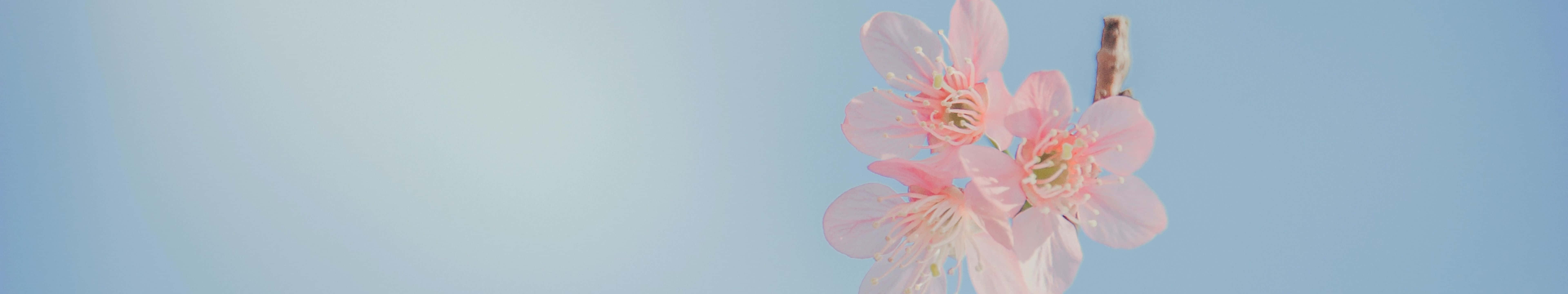 Flowers 桌布 壁紙 — 嬌嫩的粉紅櫻花在清澈的藍天下柔和綻放，呈現寧靜的春日景象。