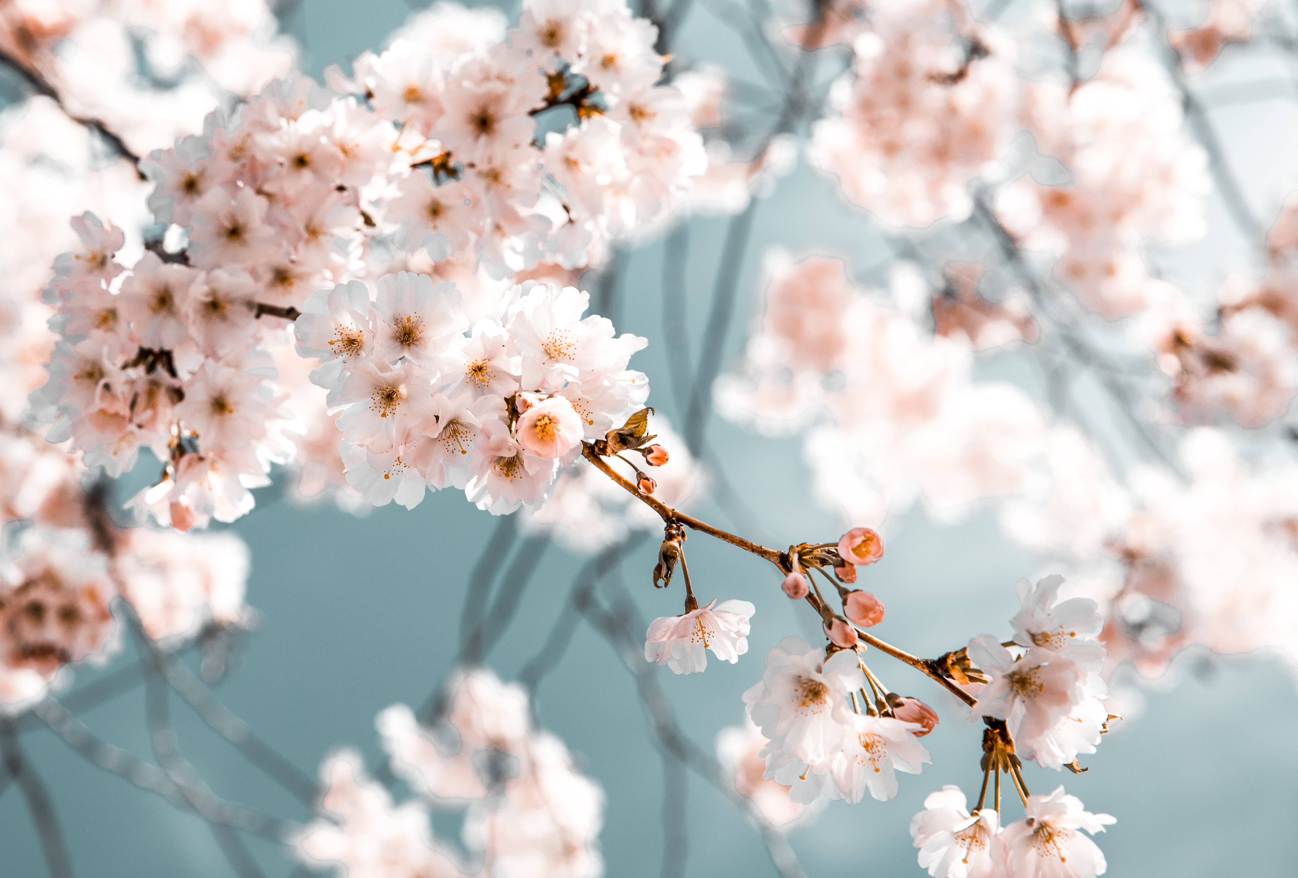 Flowers 桌布 壁紙 — 嬌嫩的粉紅櫻花在纖細的枝條上密集綻放，映襯著柔和的藍天。