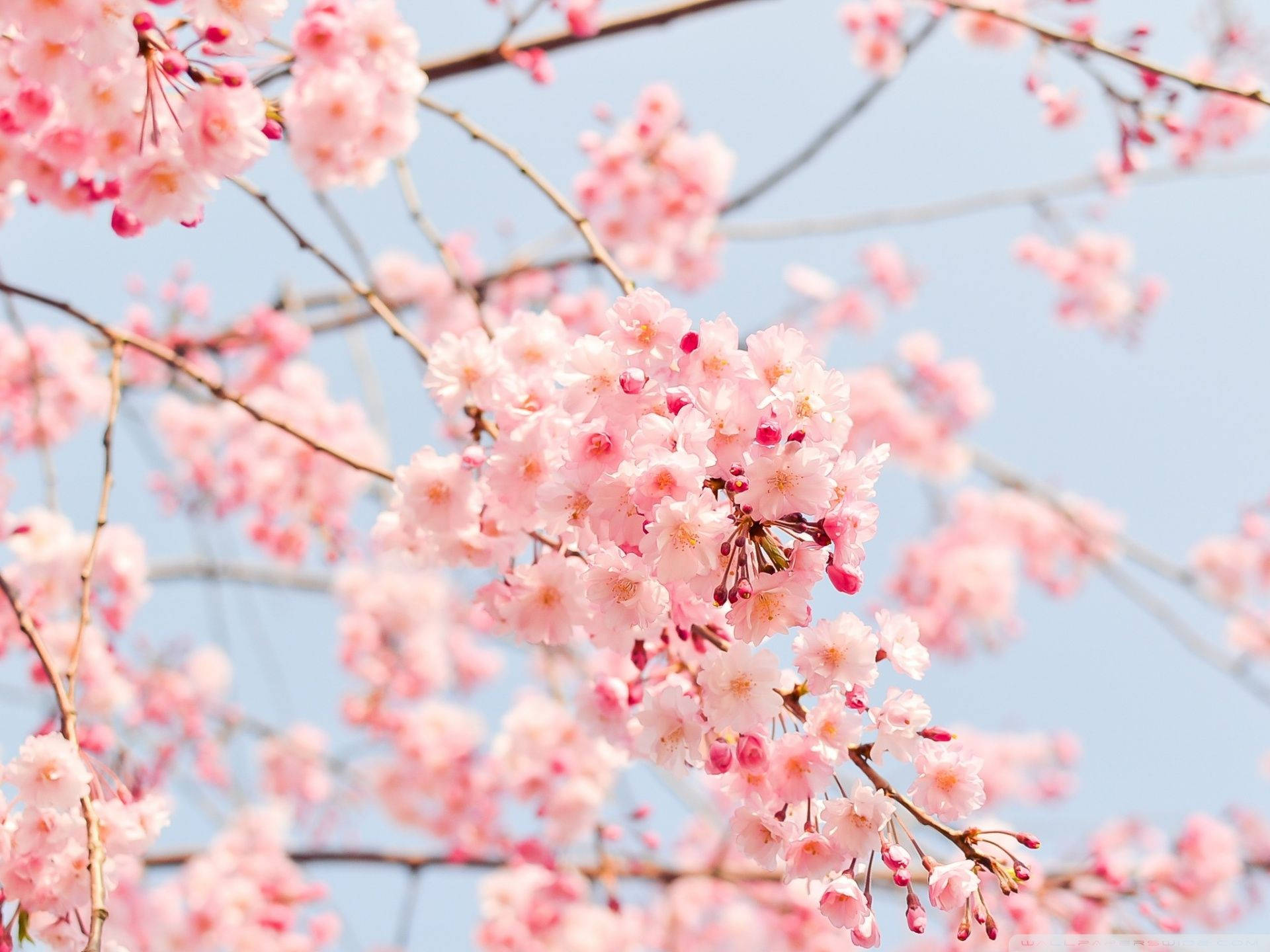 Cherry Blossoms 桌布 壁紙 — 嬌嫩的粉紅櫻花在纖細的枝條上密集綻放，映襯著柔和的藍天。