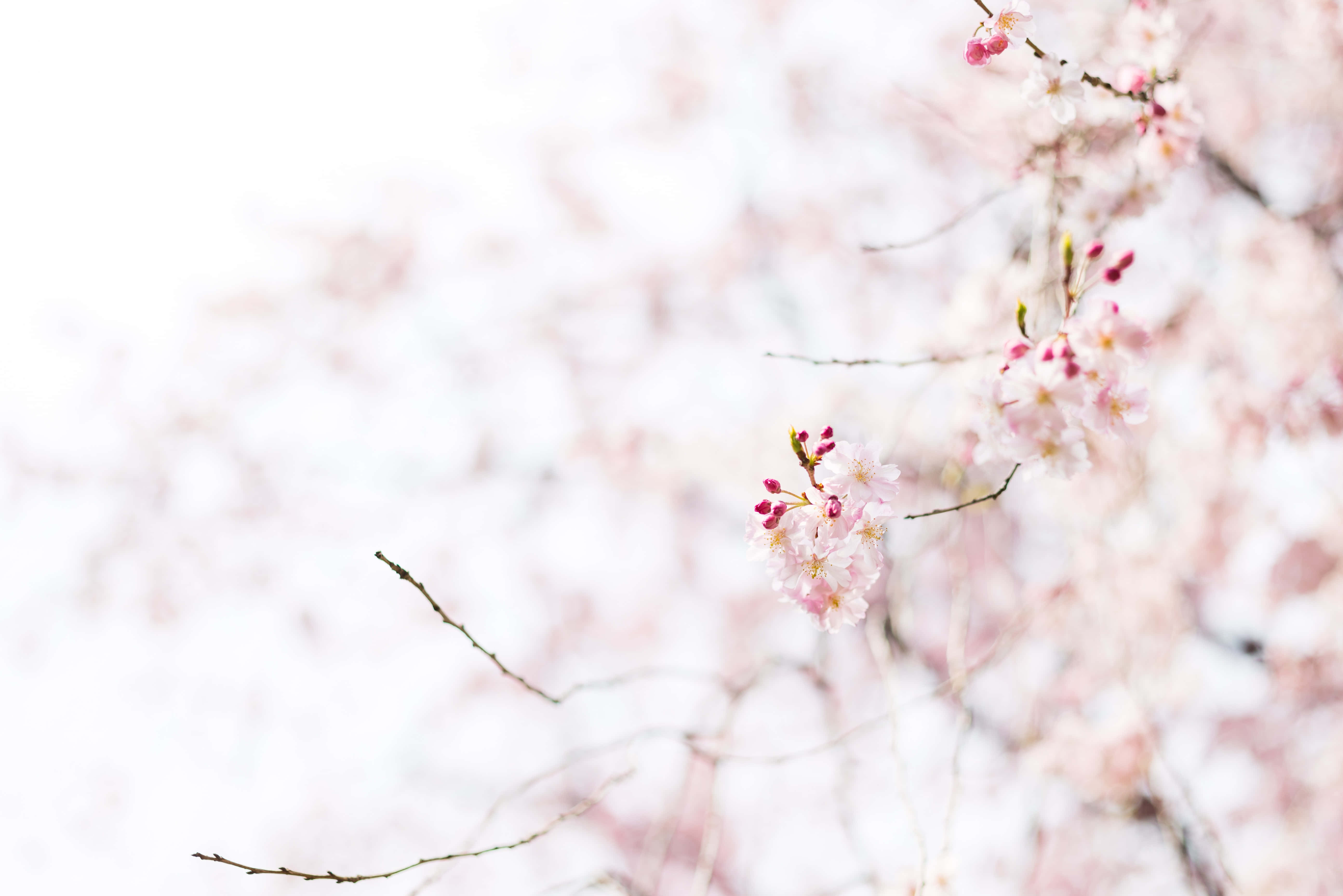 Sakura 桌布 壁紙 — 嬌嫩的粉紅櫻花在纖細的枝條上柔和綻放，襯托著明亮的白色背景。