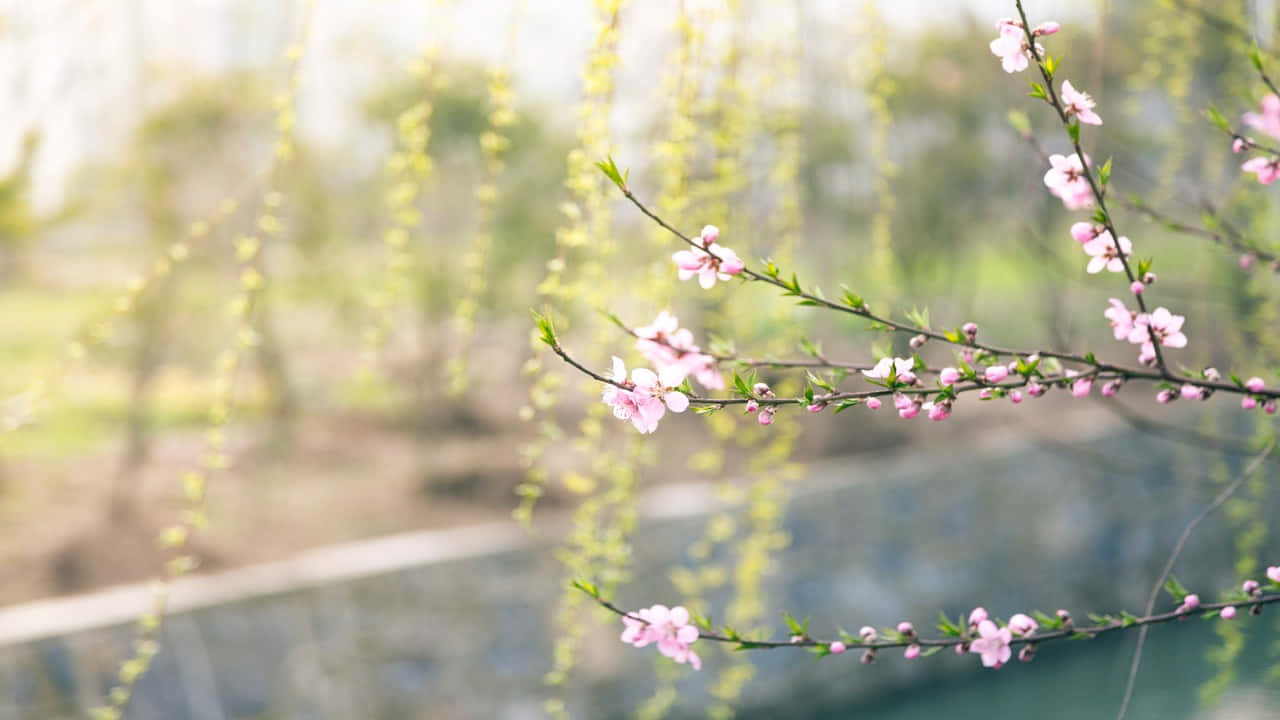 Flowers Aesthetic 桌布 壁紙 — 嬌嫩的粉紅櫻花在纖細的枝條上盛開，背景是柔和模糊的綠色和藍色。