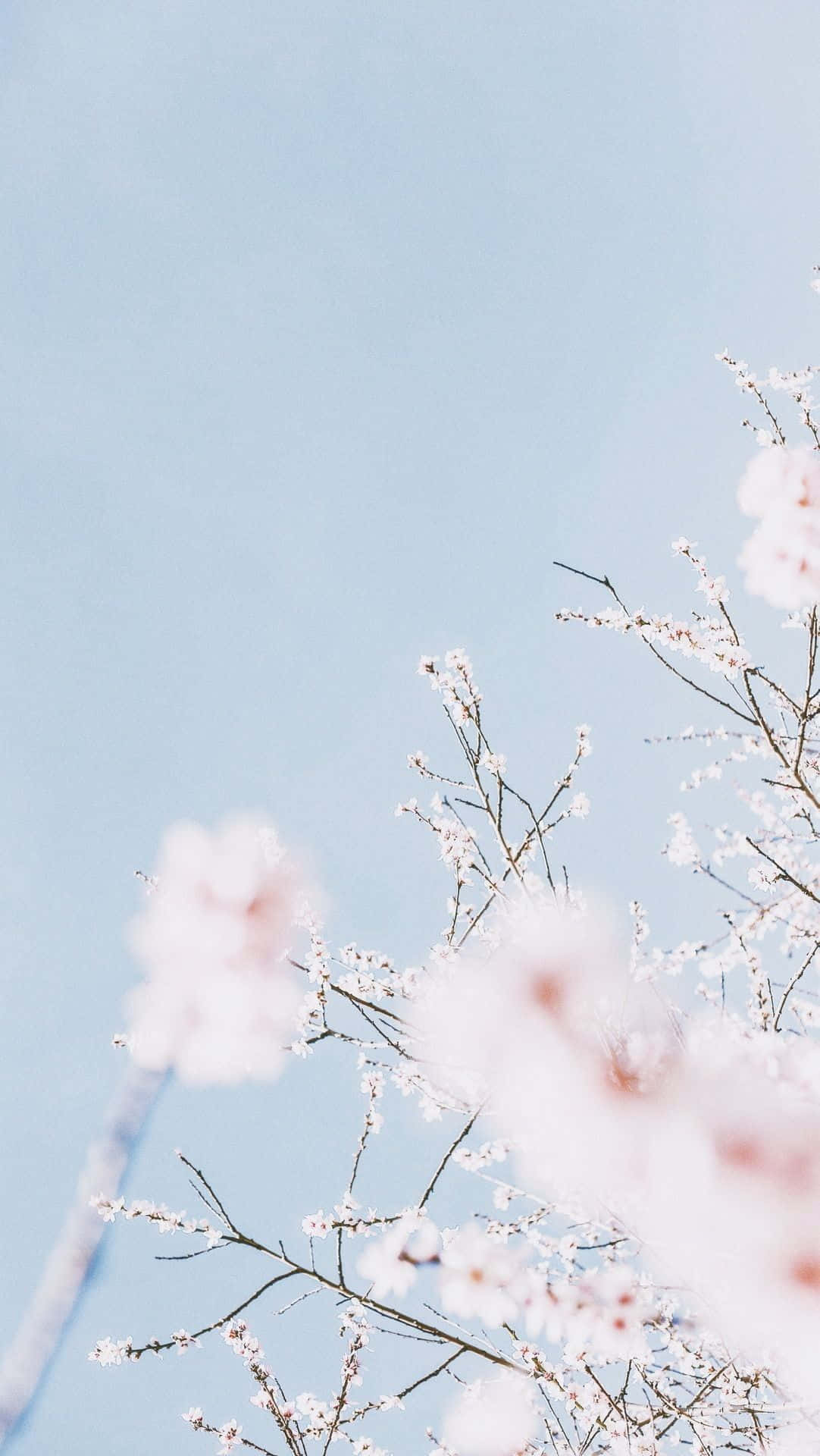 Blossom 桌布 壁紙 — 嬌嫩的粉紅櫻花在纖細的枝條上盛開，映襯著柔和的粉藍色天空。