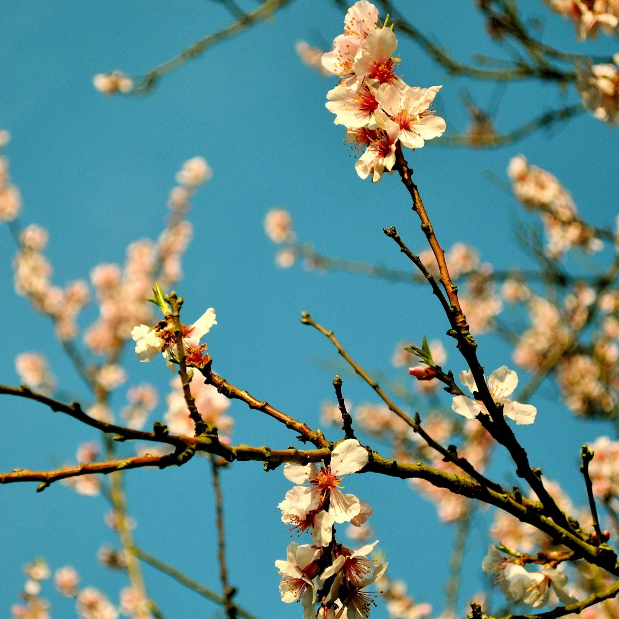 Spring Aesthetic 桌布 壁紙 — 嬌嫩的粉紅櫻花在纖細的枝條上盛開，映襯著充滿活力的清澈藍天。