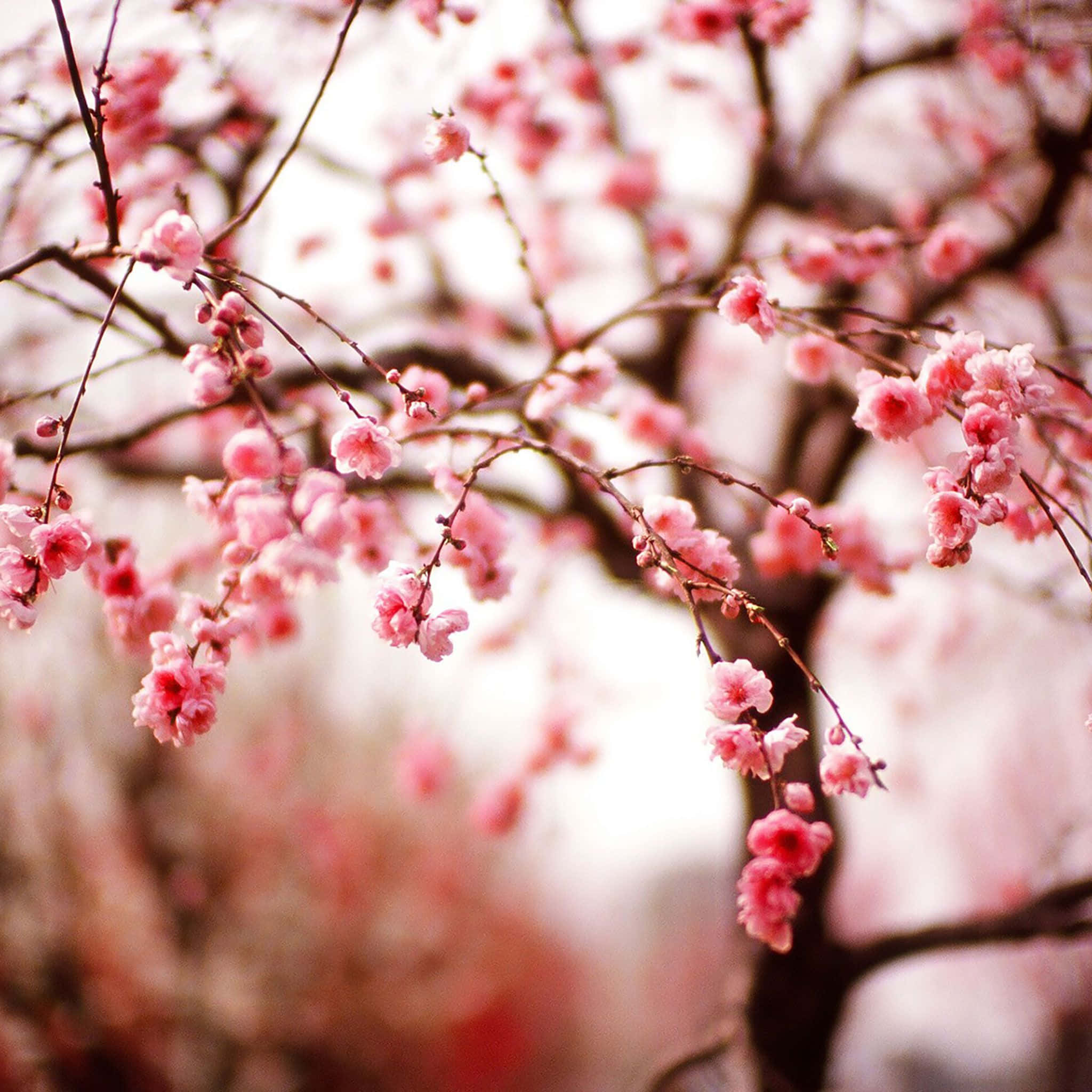 Spring Laptop 桌布 壁紙 — 嬌嫩的粉紅櫻花在纖細的枝條上盛開，背景柔和模糊。
