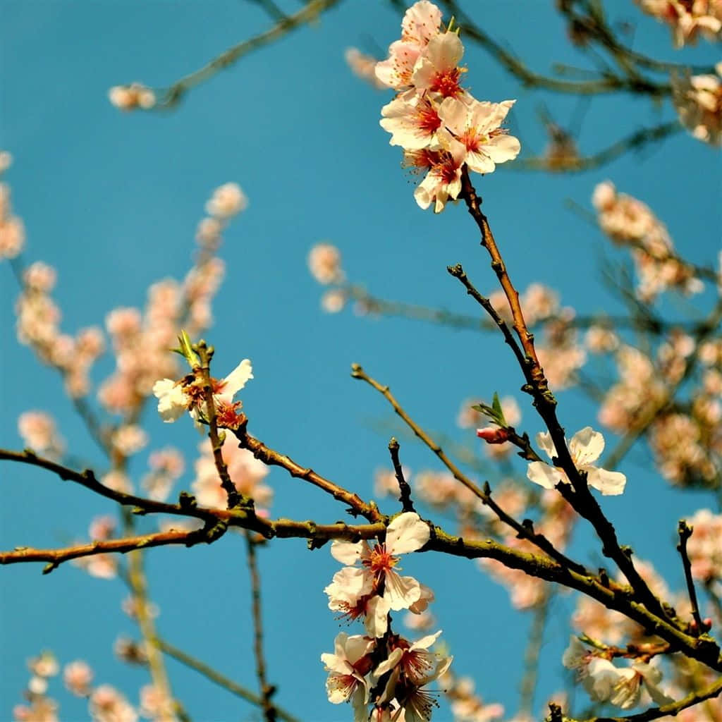 桌布 壁紙 — 嬌嫩的粉紅櫻花在纖細的枝條上盛開，映襯著充滿活力的藍天。