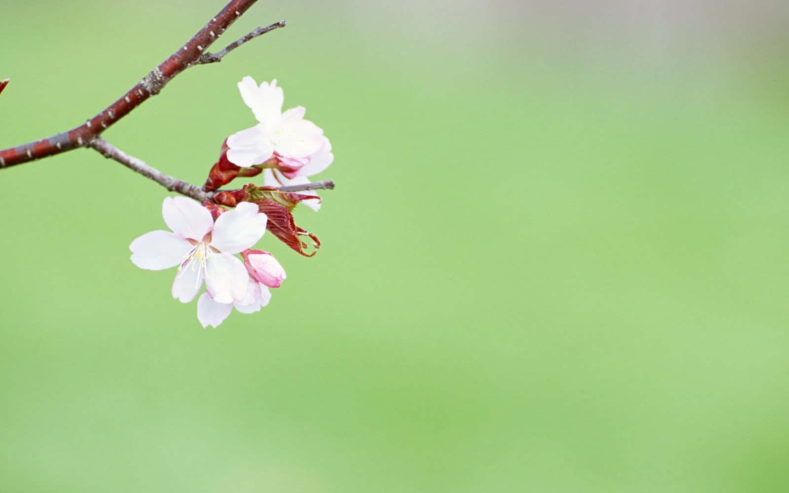 Simple Flower 桌布 壁紙 — 嬌嫩的粉紅櫻花在纖細的枝條上綻放，背景是柔和的綠色模糊效果。