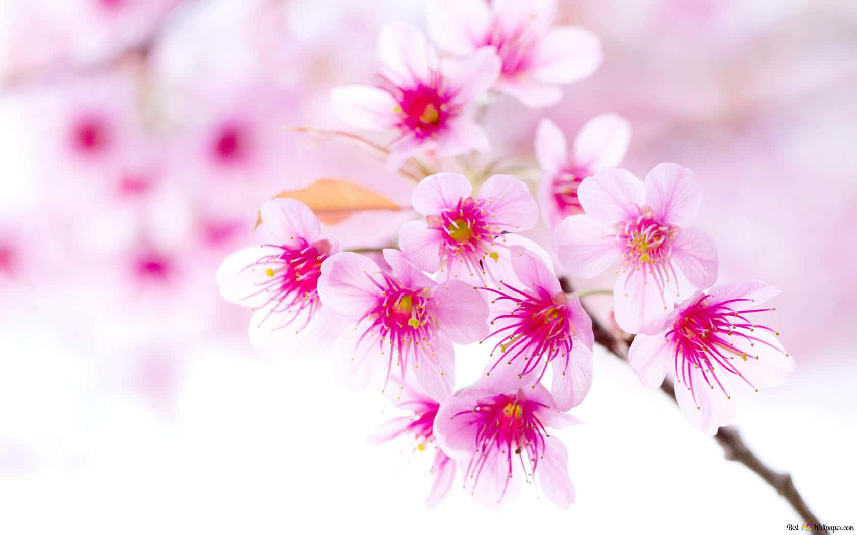 Pink Cherry Blossom 桌布 壁紙 — 嬌嫩的粉紅櫻花帶有鮮豔的花蕊，在夢幻般的模糊背景下柔和綻放。