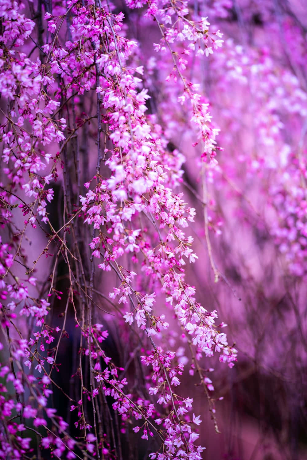 Magenta 桌布 壁紙 — 嬌嫩的粉紅櫻花從光禿的樹枝上優雅地傾瀉而下，映襯著柔和模糊的粉紅背景。