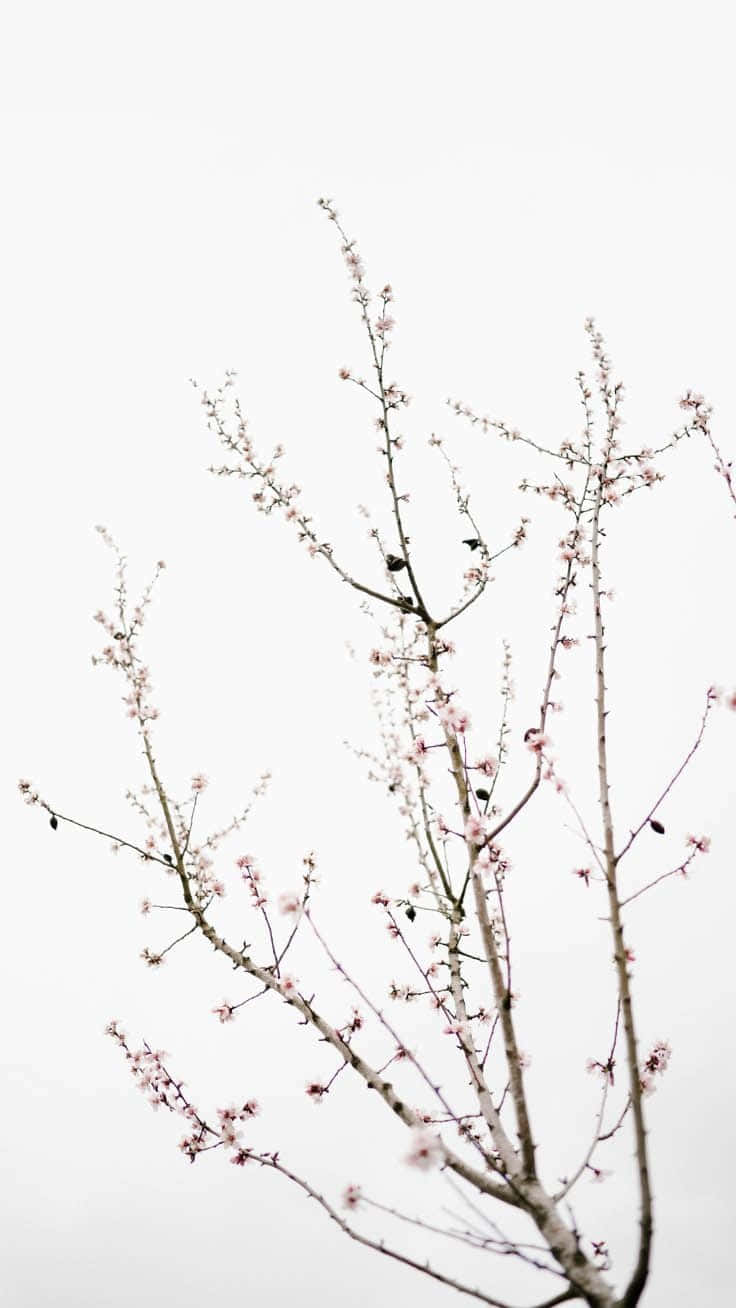 桌布 壁紙 — 嬌嫩的粉紅櫻花稀疏地綻放在光禿的樹枝上，映襯著柔和的白色天空。
