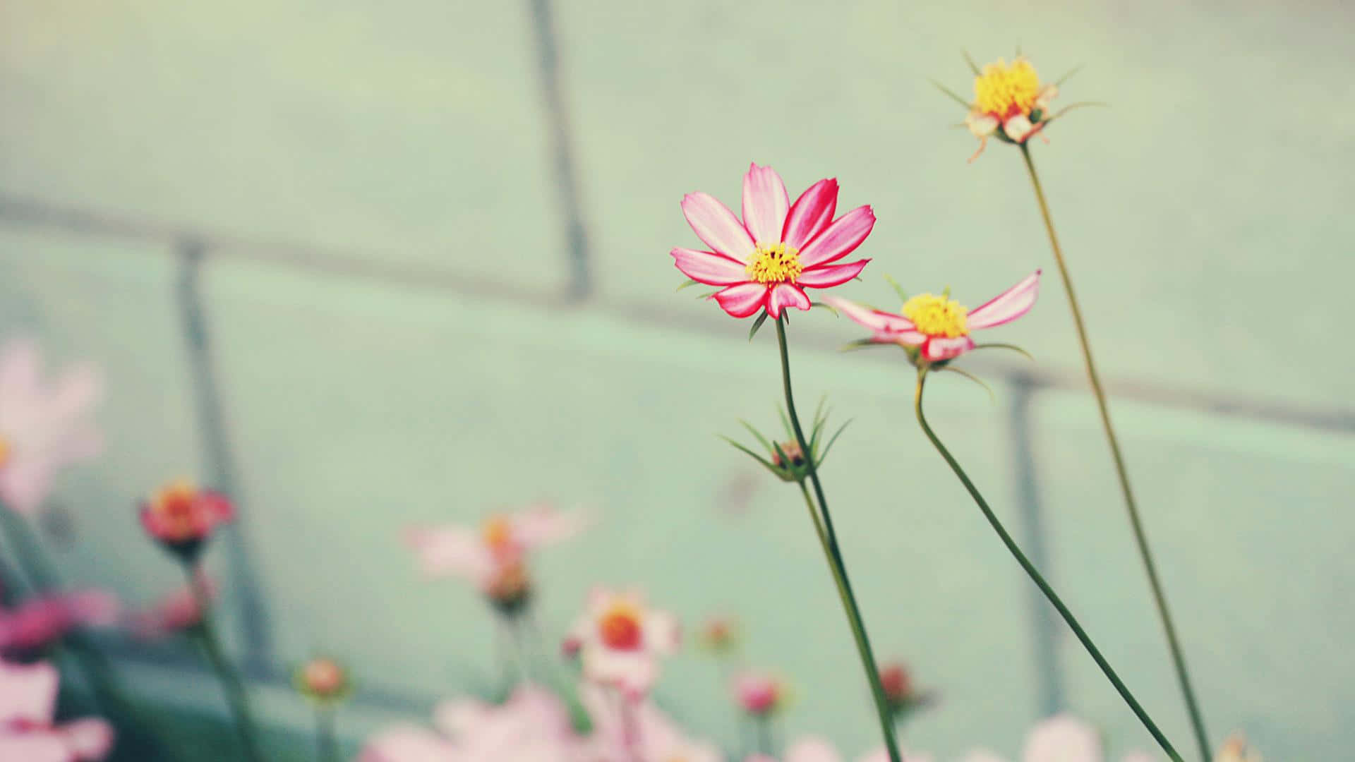 Daisy 桌布 壁紙 — 嬌嫩的粉紅波斯菊帶有黃色花心，在柔和模糊的薄荷綠磚牆背景下綻放。