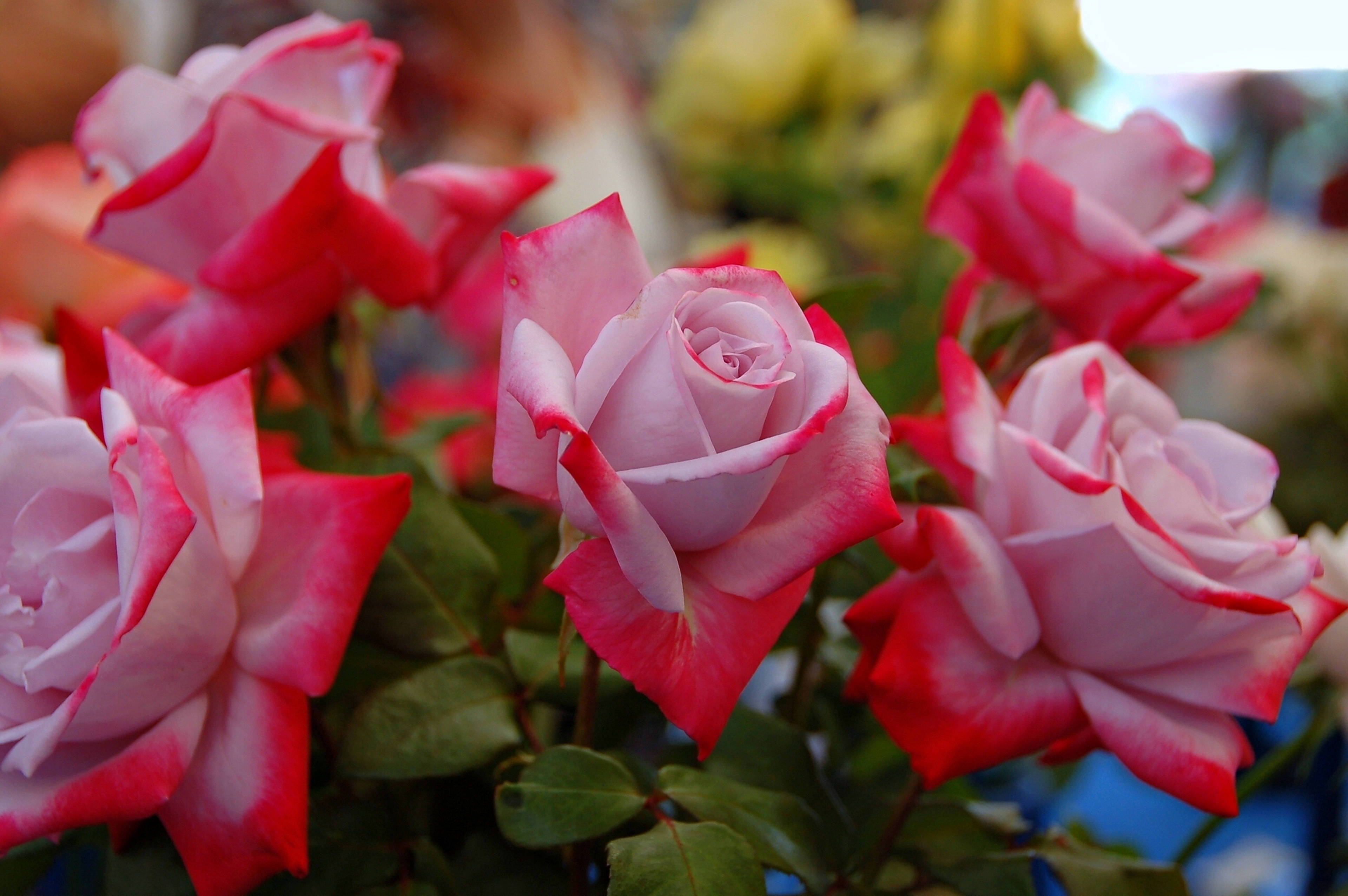 beautiful rose HD 桌布 壁紙 — 嬌嫩的粉紅玫瑰帶有鮮紅邊緣，在茂密綠葉中盛開的特寫。