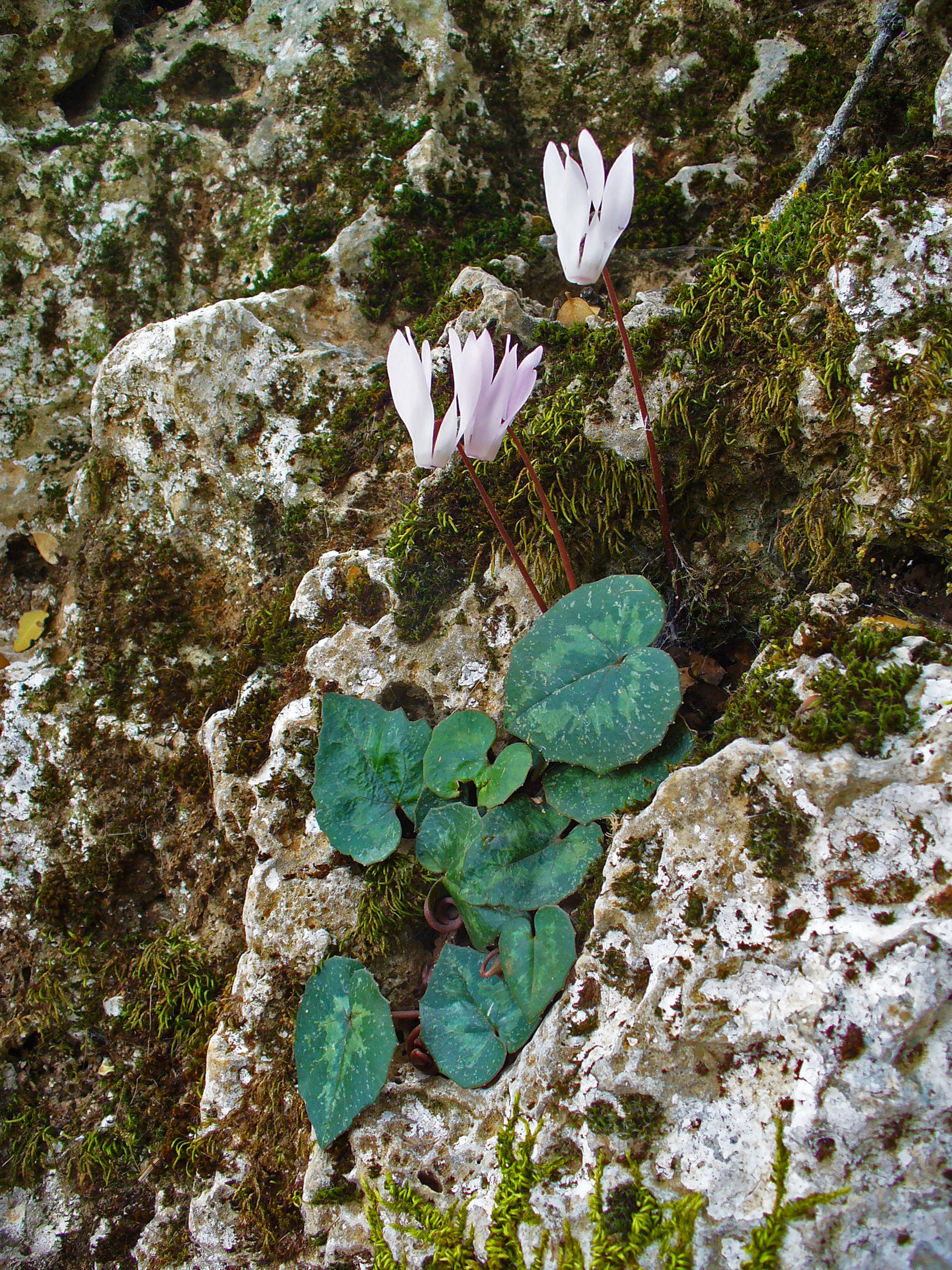 Cyclamen 桌布 壁紙 — 嬌嫩的粉紅色仙客來花朵從長滿苔蘚的岩石中綻放，背景是崎嶇的自然環境。