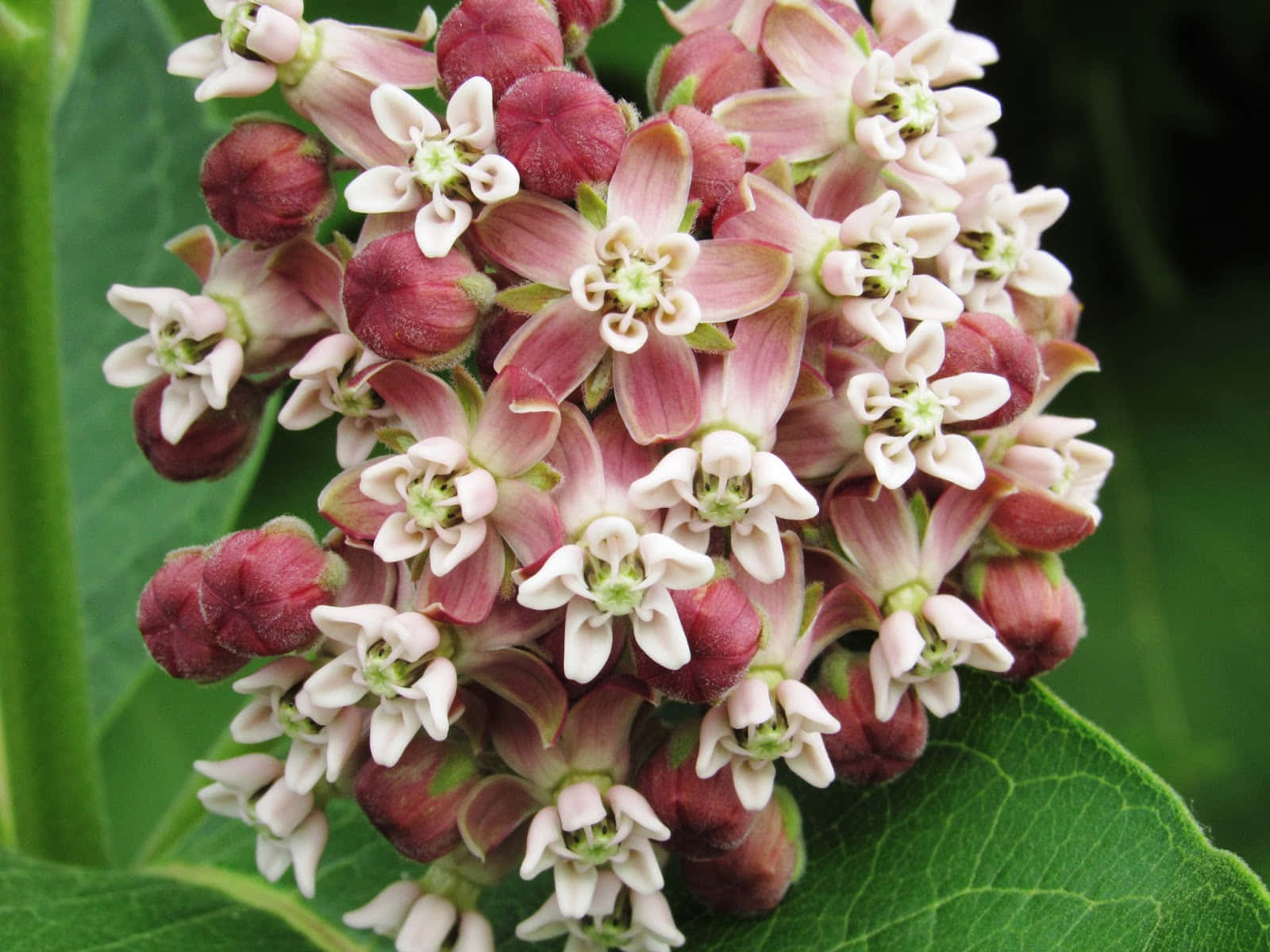 Milkweed 桌布 壁紙 — 嬌嫩的粉紅色和白色馬利筋花朵在茂盛綠葉中綻放的近距離特寫。