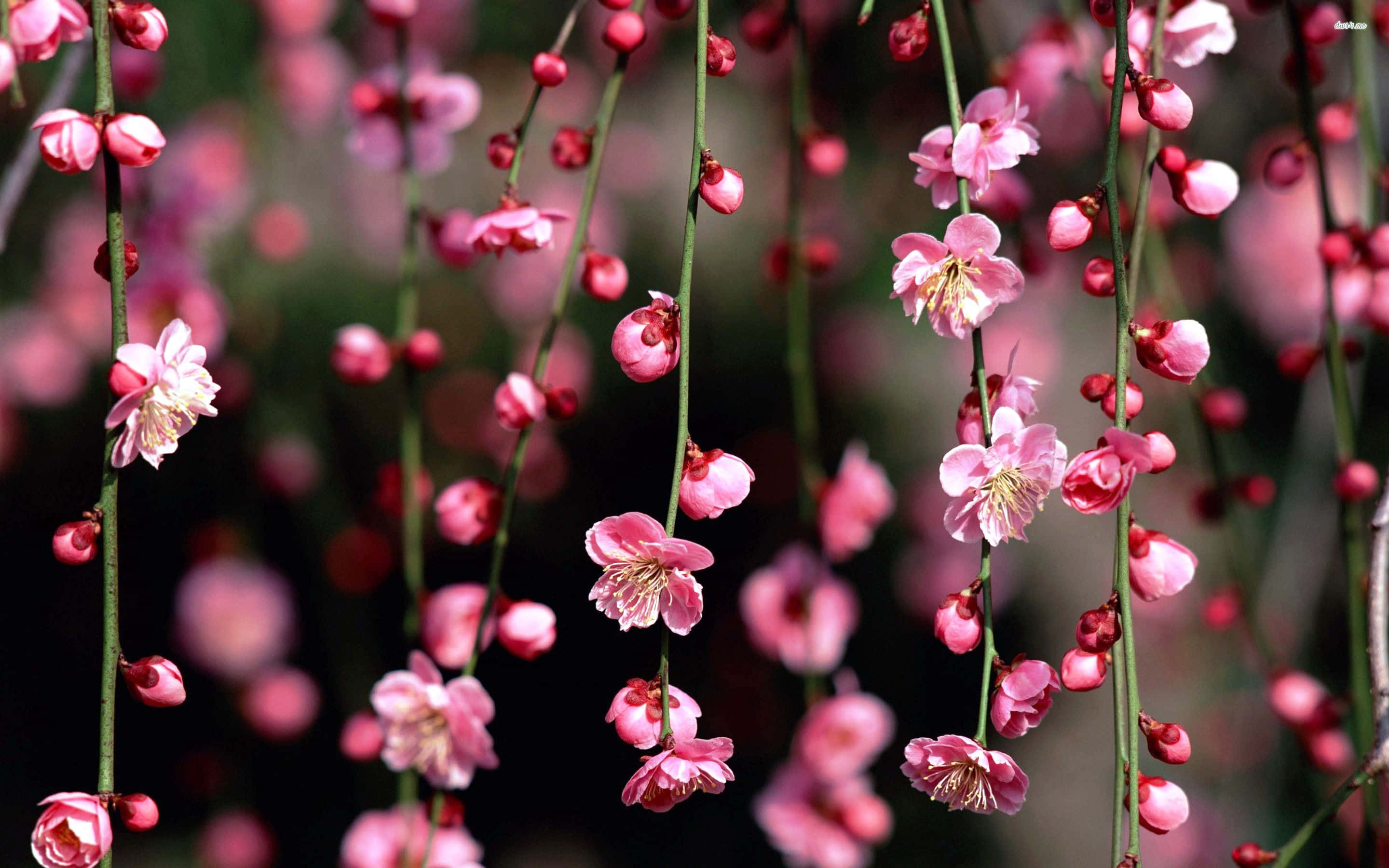 Cherry Blossoms 桌布 壁紙 — 嬌嫩的粉紅色花朵優雅地從纖細的綠色樹枝上垂下來，背景柔和模糊。