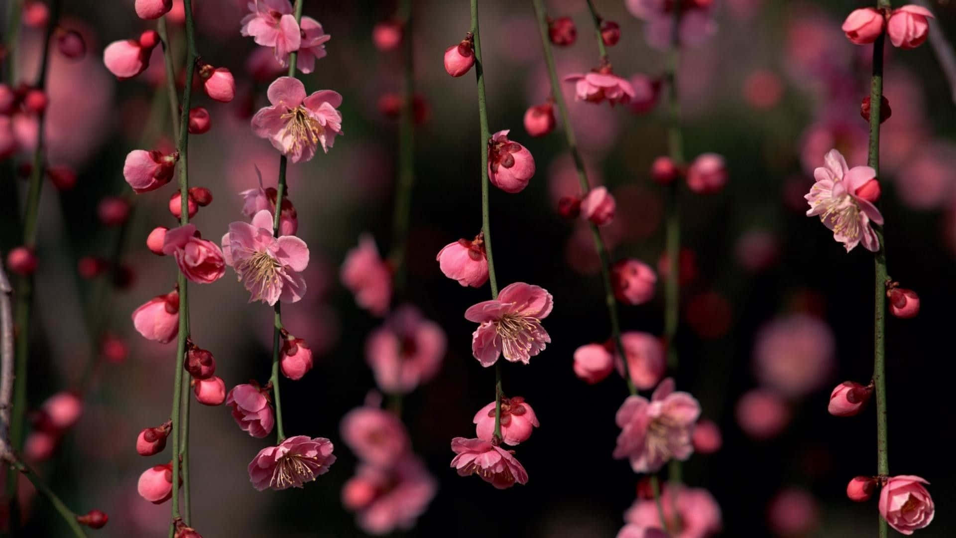 Pretty Flower 桌布 壁紙 — 嬌嫩的粉紅色花朵優雅地懸掛在纖細的枝條上，背景是柔和模糊的深色。