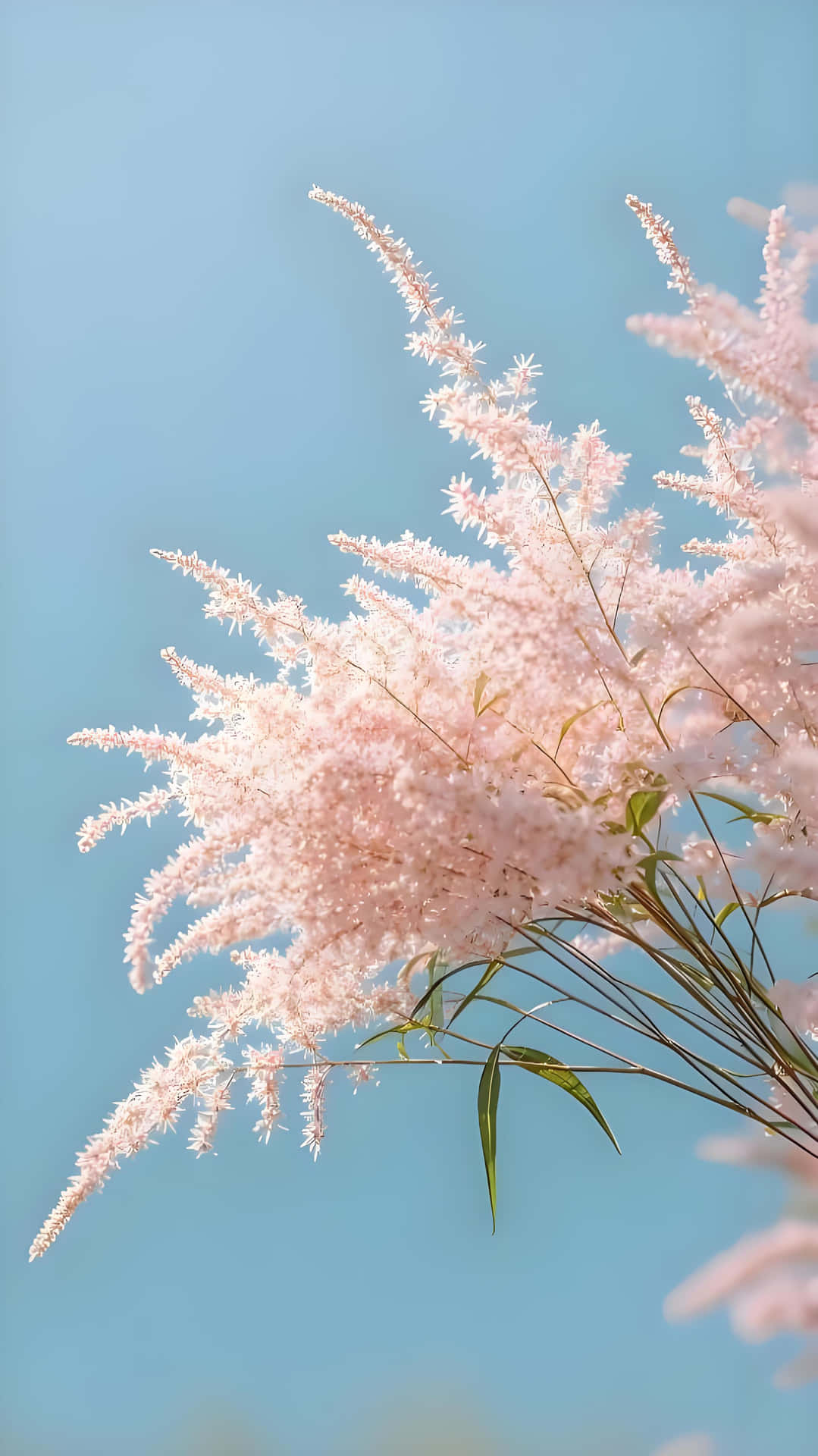 Pink Astilbe Charm: Blue Sky Natural Fresh Wallpaper 壁紙 — 嬌嫩的粉紅色落新婦羽狀花穗在柔和的藍天背景下輕輕搖曳。