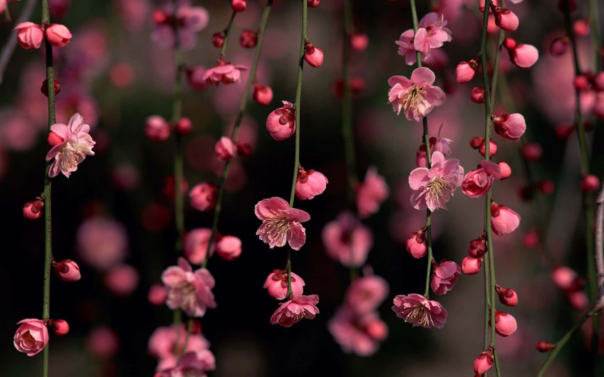 Dark Cherry Blossom 桌布 壁紙 — 嬌嫩的粉紅花朵優雅地懸掛在纖細的枝條上，背景是柔和模糊的深色。