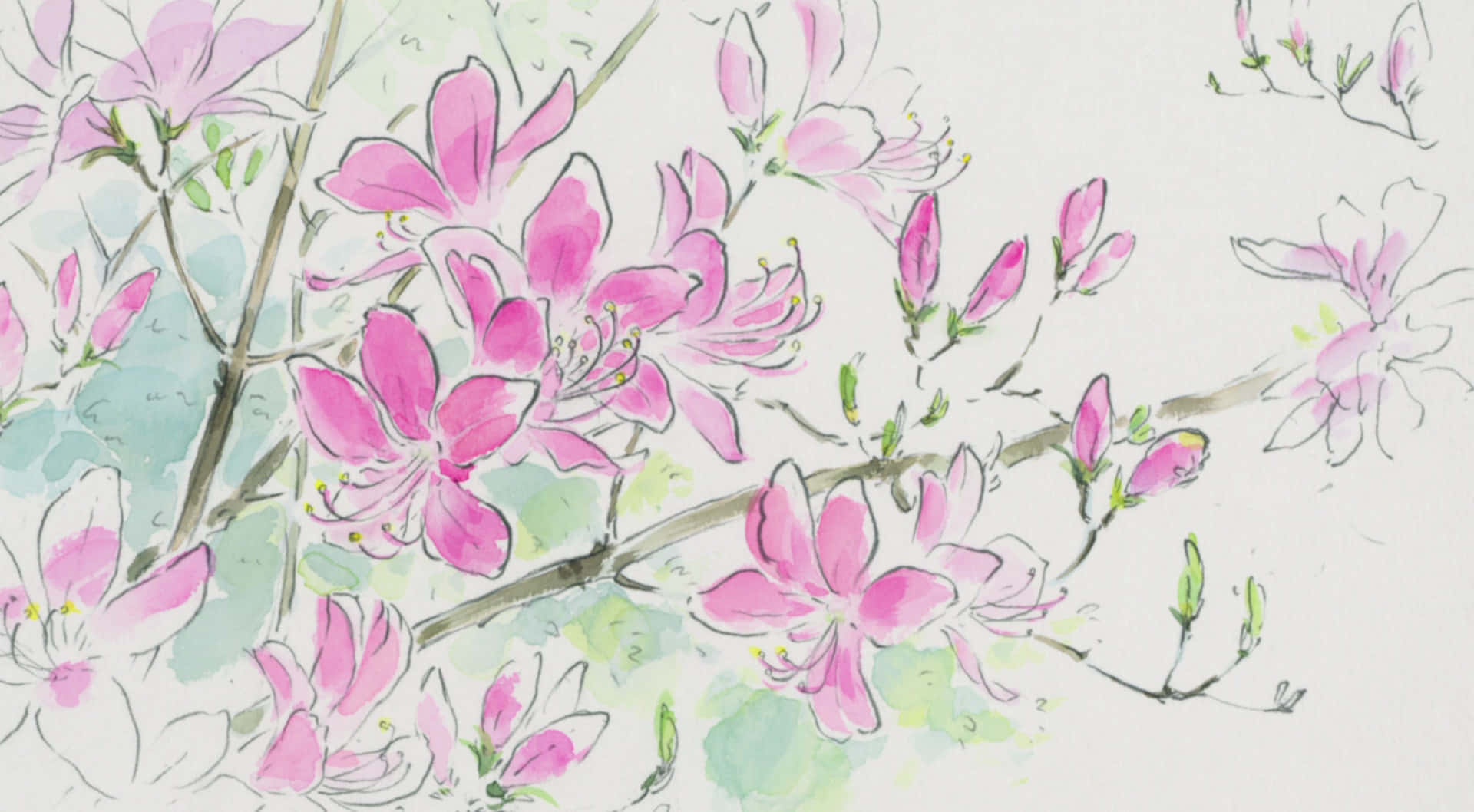 The Tale Of The Princess Kaguya 桌布 壁紙 — 嬌嫩的粉紅花朵在纖細的枝條上綻放，背景是柔和的綠色和白色水彩渲染。