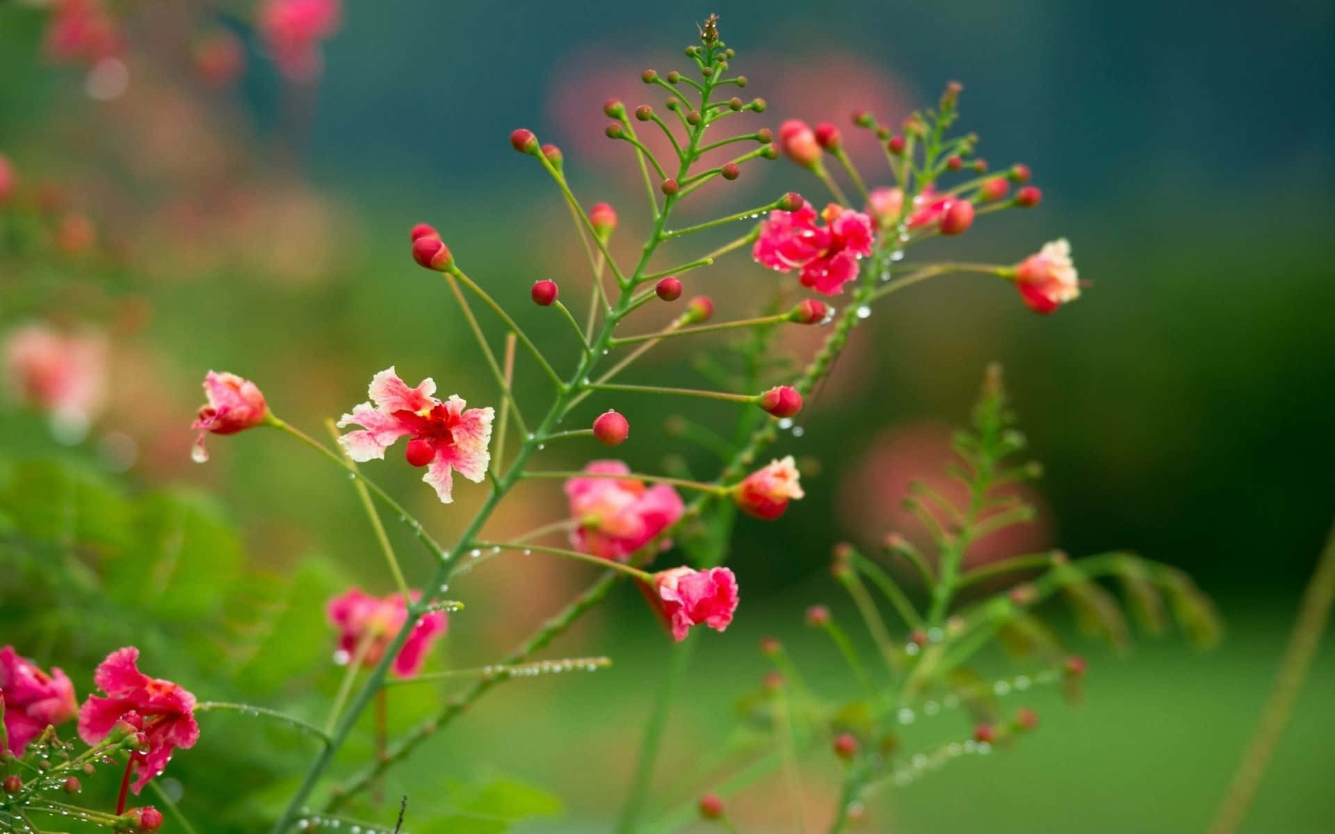 Pink Flowers 桌布 壁紙 — 嬌嫩的粉紅花朵帶著露珠，在纖細的綠色莖幹上綻放，襯托著柔和模糊的綠色背景。