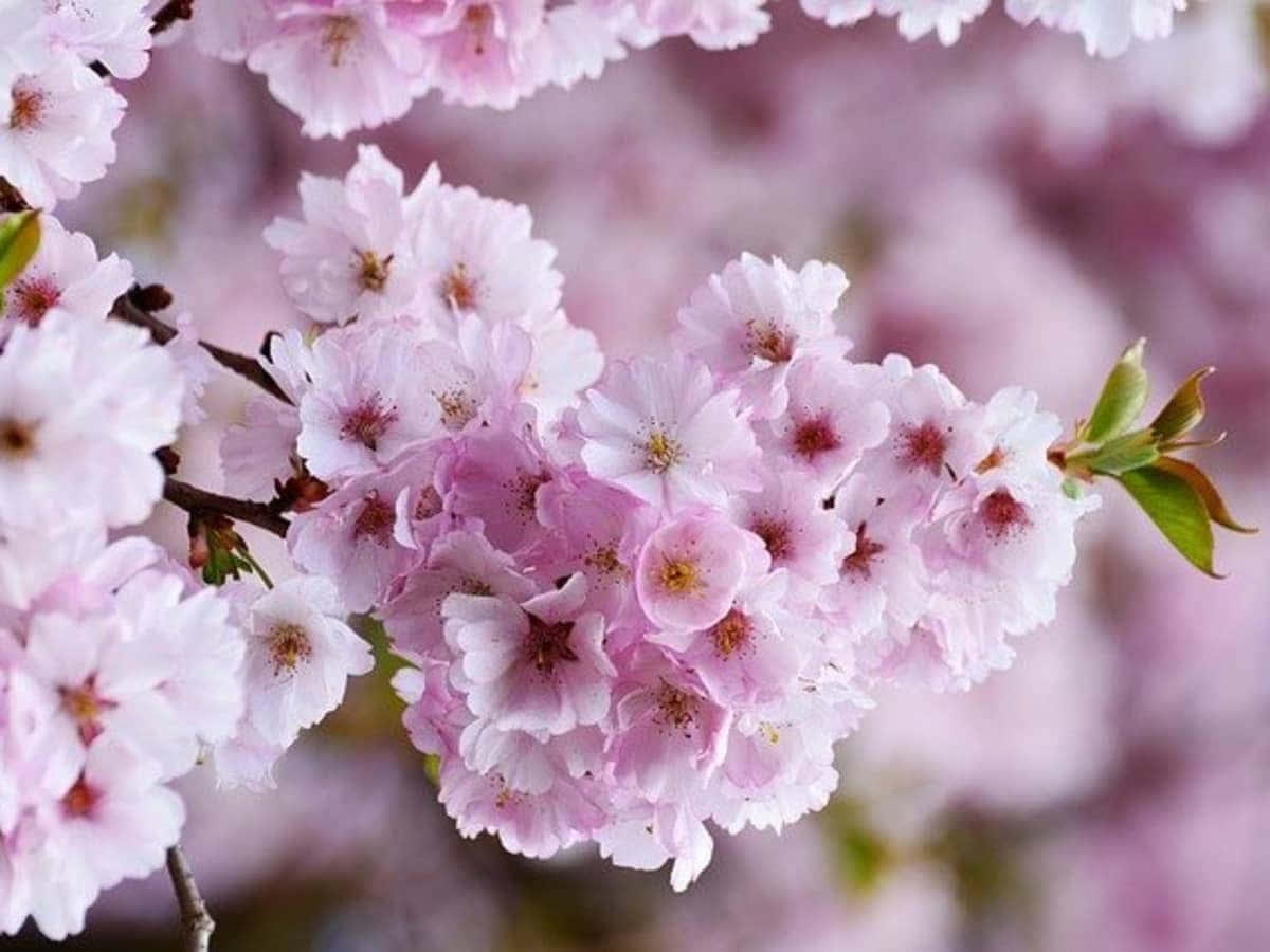 Pretty Flower 桌布 壁紙 — 嬌嫩粉紅櫻花盛開的特寫，背景柔和失焦。