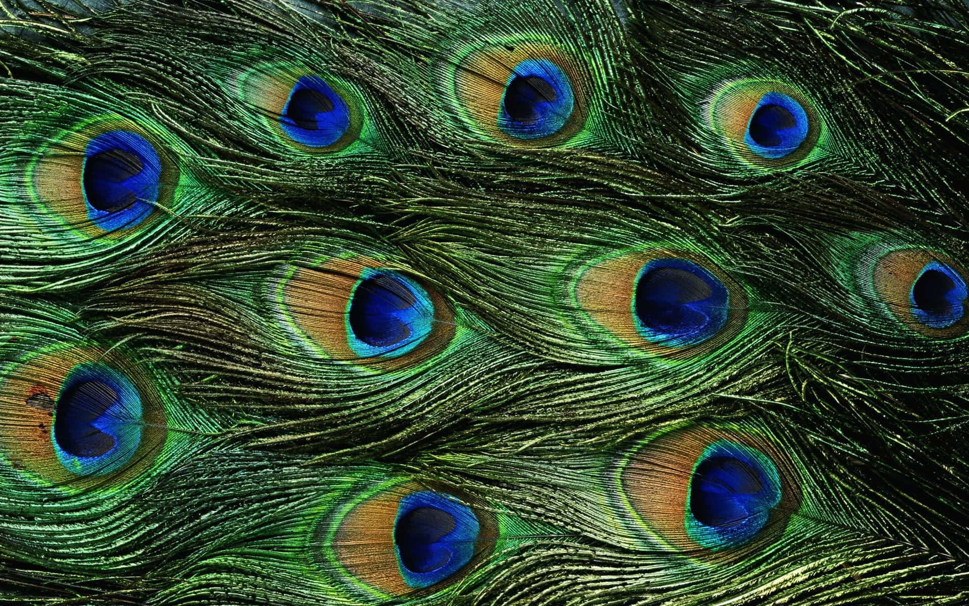 Peacock Feather 桌布 壁紙 — 孔雀羽毛特寫，呈現虹彩效果，展示鮮豔的藍色眼斑，周圍環繞綠色和金色色調。