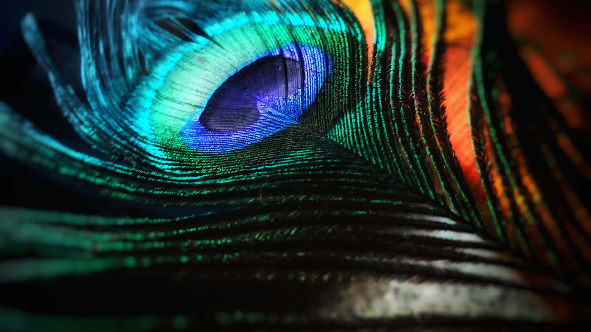 Peacock Feather 桌布 壁紙 — 孔雀羽毛的微距拍攝，在深色背景上展現充滿活力的藍色、綠色和橙色虹彩眼狀圖案。