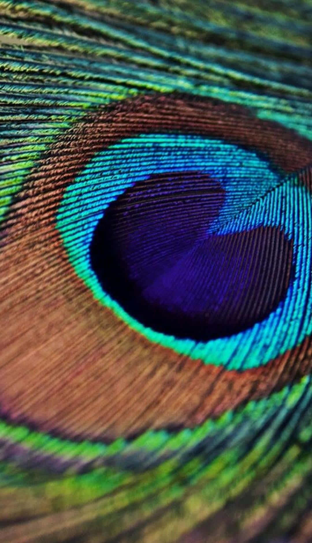 Peacock Feather 桌布 壁紙 — 孔雀羽毛的微距拍攝，展現出鮮豔藍色、綠色和棕色中複雜的彩虹色圖案。
