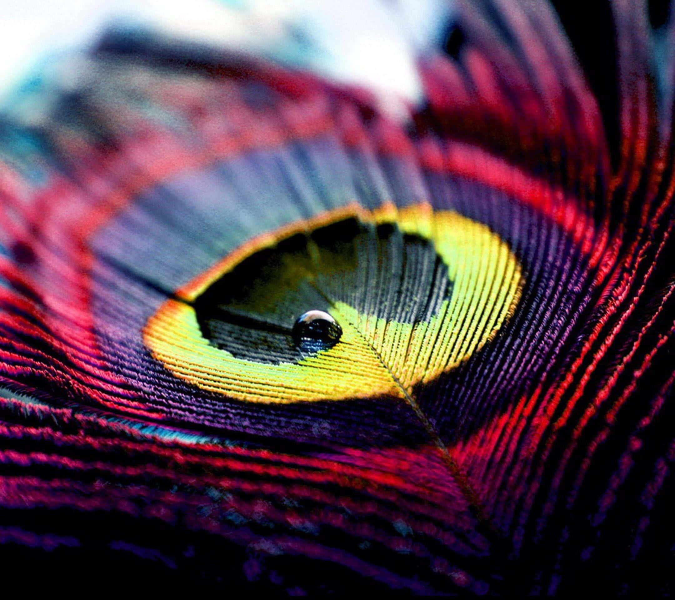 Peacock Feather 桌布 壁紙 — 孔雀羽毛的微距拍攝，帶有鮮豔的紅色、紫色和金色色調，以及在其眼狀圖案上閃閃發光的露珠。