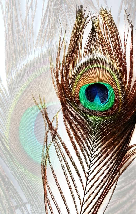 Mor Pankh 桌布 壁紙 — 孔雀羽毛的特寫，在柔和的白色背景上展現充滿活力的綠色、藍色和金色虹彩眼狀圖案。