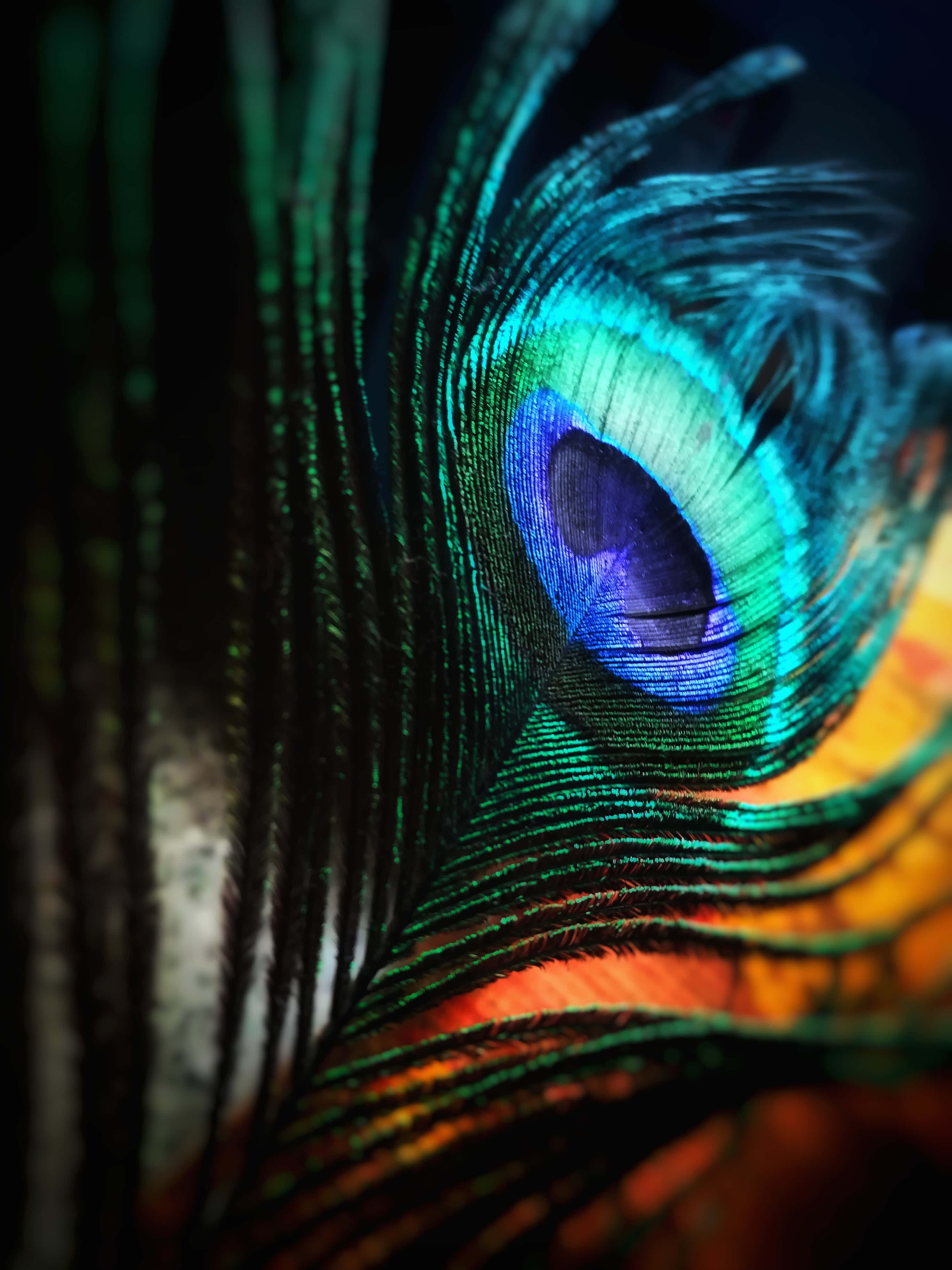 Peacock Feather 桌布 壁紙 — 孔雀羽毛的特寫，在深色背景下展現充滿活力的藍色、綠色和橙色虹彩眼狀圖案。
