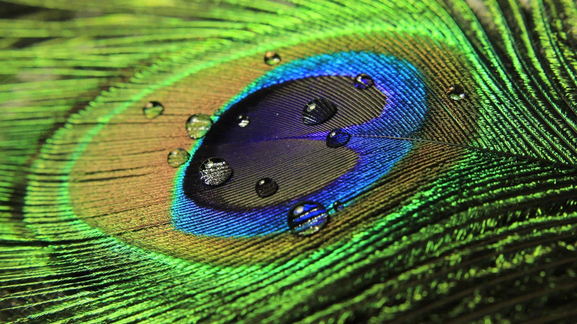 Peacock Feather 桌布 壁紙 — 孔雀羽毛的特寫，帶有鮮豔的綠色、藍色和金色色調，綴有閃爍的水滴。