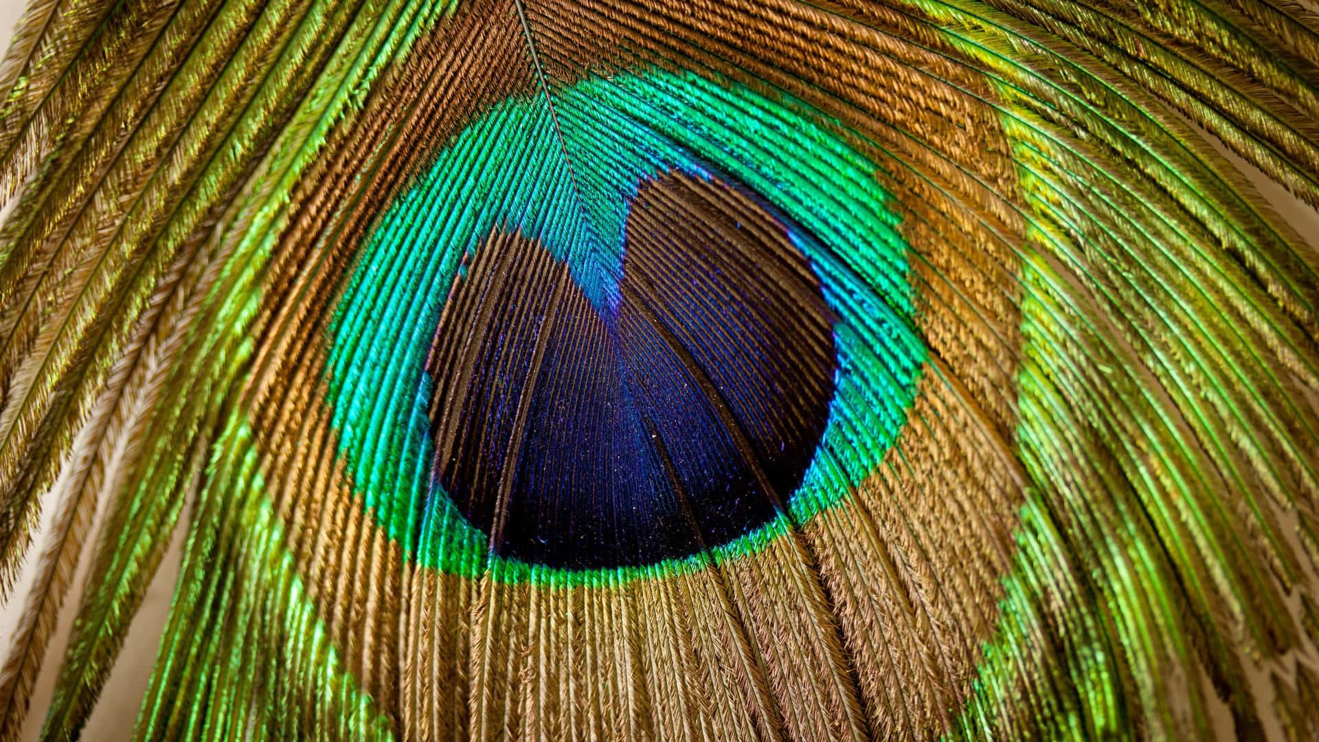 Peacock Feather 桌布 壁紙 — 孔雀羽毛的特寫揭示了虹彩綠色、藍色和金色的複雜圖案，並帶有深色眼狀中心。