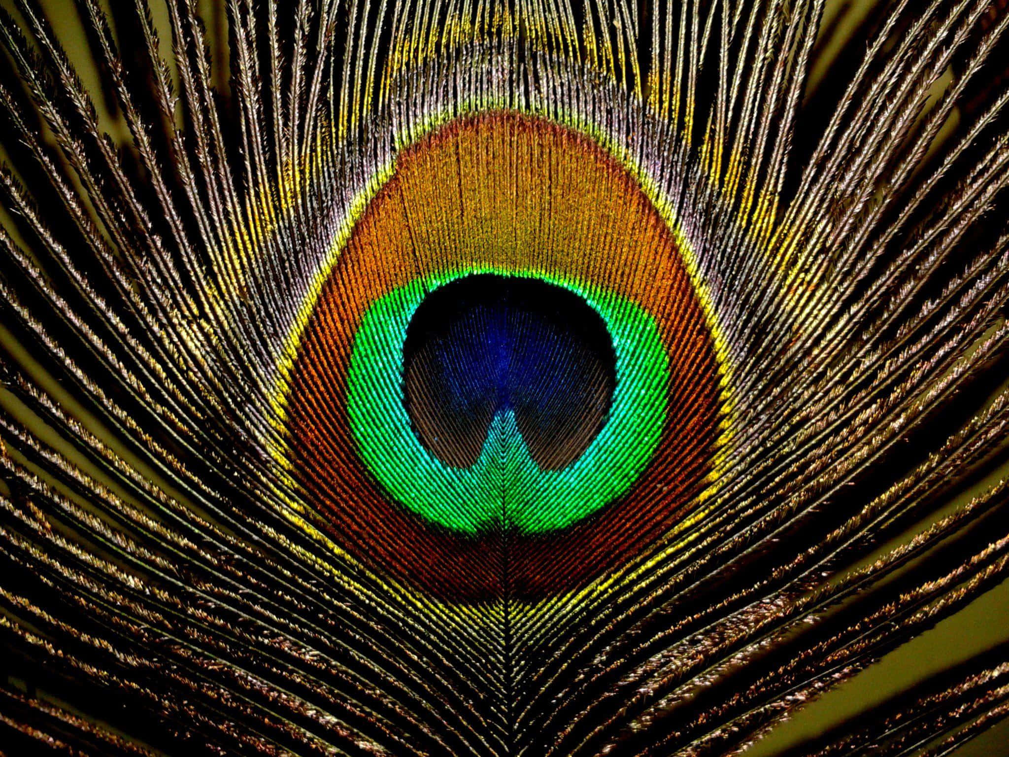 Peacock Feather 桌布 壁紙 — 孔雀羽毛的特寫揭示了複雜的眼狀圖案，帶有鮮豔的綠色、藍色和金色色調，背景為深色。