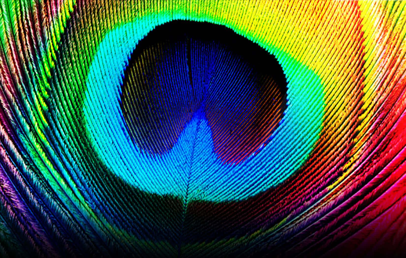 Peacock Feather 桌布 壁紙 — 孔雀羽毛的鮮豔微距照片，呈現出虹彩的藍、綠、黃和紅色，形成漩渦圖案。