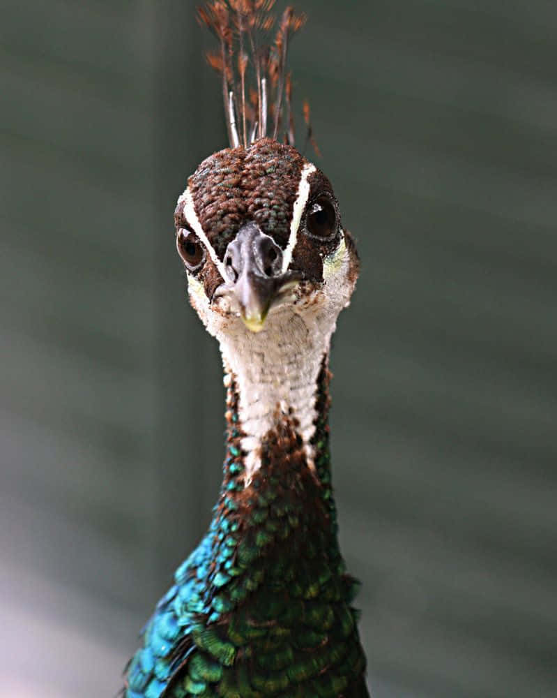 Peahen 桌布 壁紙 — 孔雀頭部和頸部的特寫肖像，展示虹彩藍綠色羽毛和警覺的眼睛，背景為模糊的灰色。