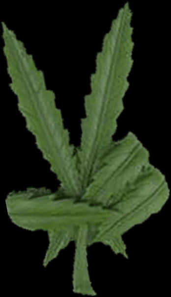 孤立的綠色大麻葉 壁紙