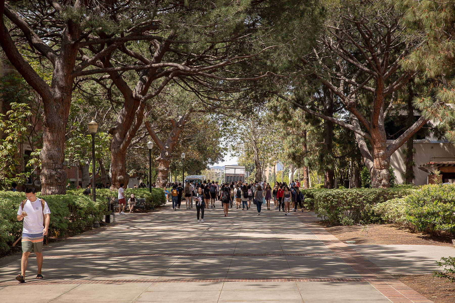 ucla 桌布 壁紙 — 學生們在高大的樹冠下漫步，樹影斑駁地灑在陽光普照的校園步道上。