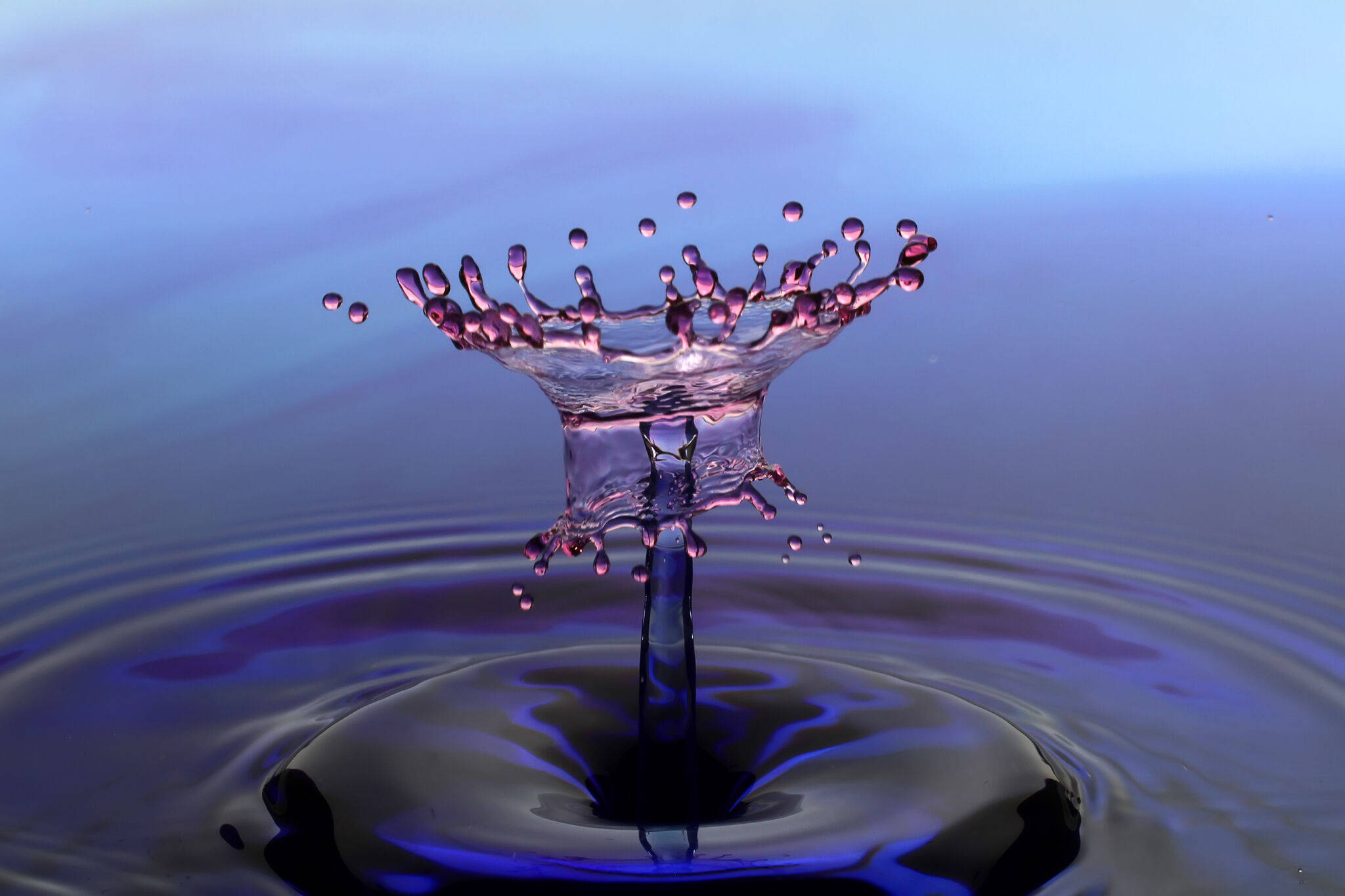 Water Splash 桌布 壁紙 — 完美捕捉的水滴飛濺皇冠在平靜的紫藍色表面上方爆發，產生漣漪和懸浮的水滴。