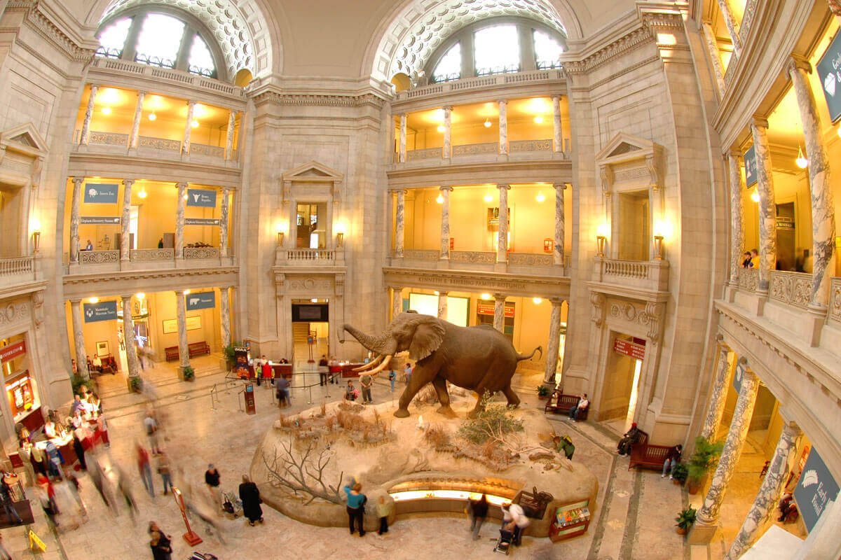Smithsonian 桌布 壁紙 — 宏偉的博物館中庭，拱形窗戶和多層陽台下有大型大象展覽。
