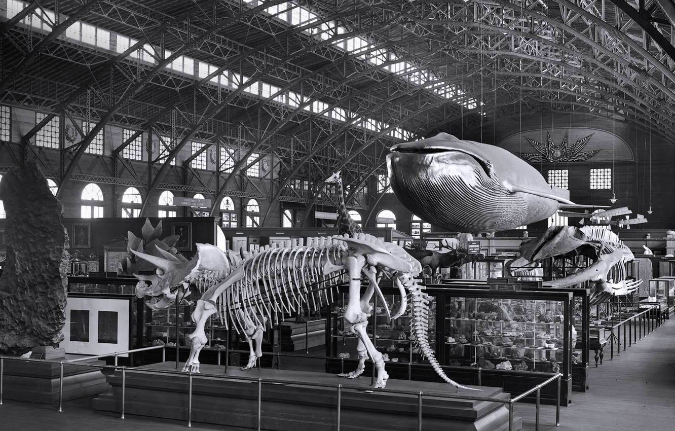 Smithsonian 桌布 壁紙 — 宏偉的博物館大廳在高拱形玻璃天花板下展示高聳的恐龍骨架和懸掛的鯨魚骨架。