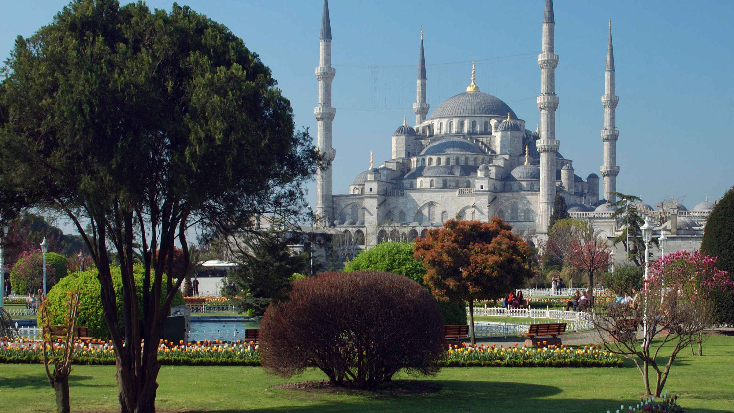 Istanbul 桌布 壁紙 — 宏偉的藍色清真寺，白色宣禮塔在晴朗藍天下，從充滿活力的鬱金香花園和修剪整齊的樹木後方升起。
