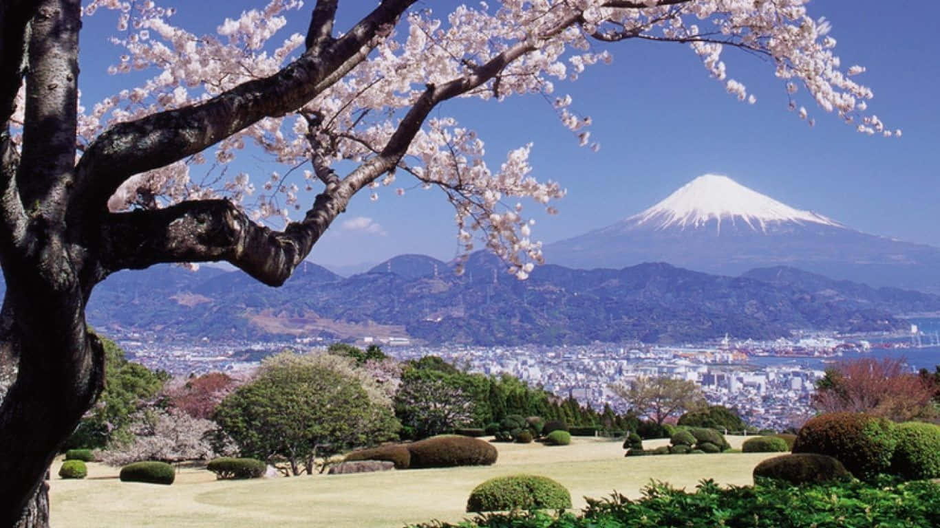 Spring Dual Screen 桌布 壁紙 — 宏偉的雪山富士山聳立在城市景觀背後，由一棵盛開著粉紅色花朵的櫻花樹框著。